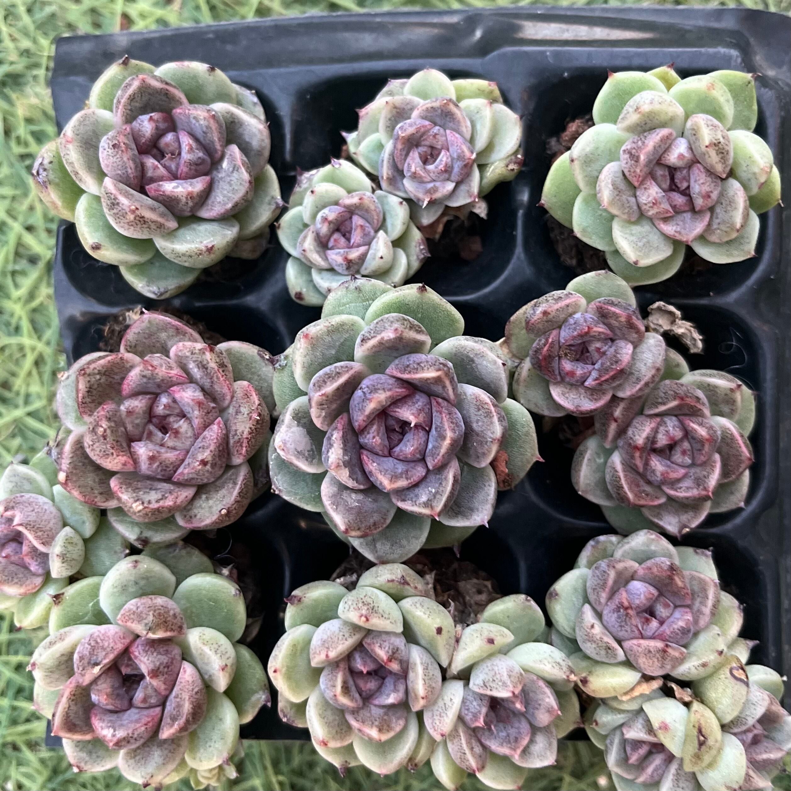 多肉植物 アエオニウム 黒銅壺錦 大苗 美苗 #黒2 | PAY ID