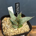 アガベ チタノタ クラウンイーグル【606】
