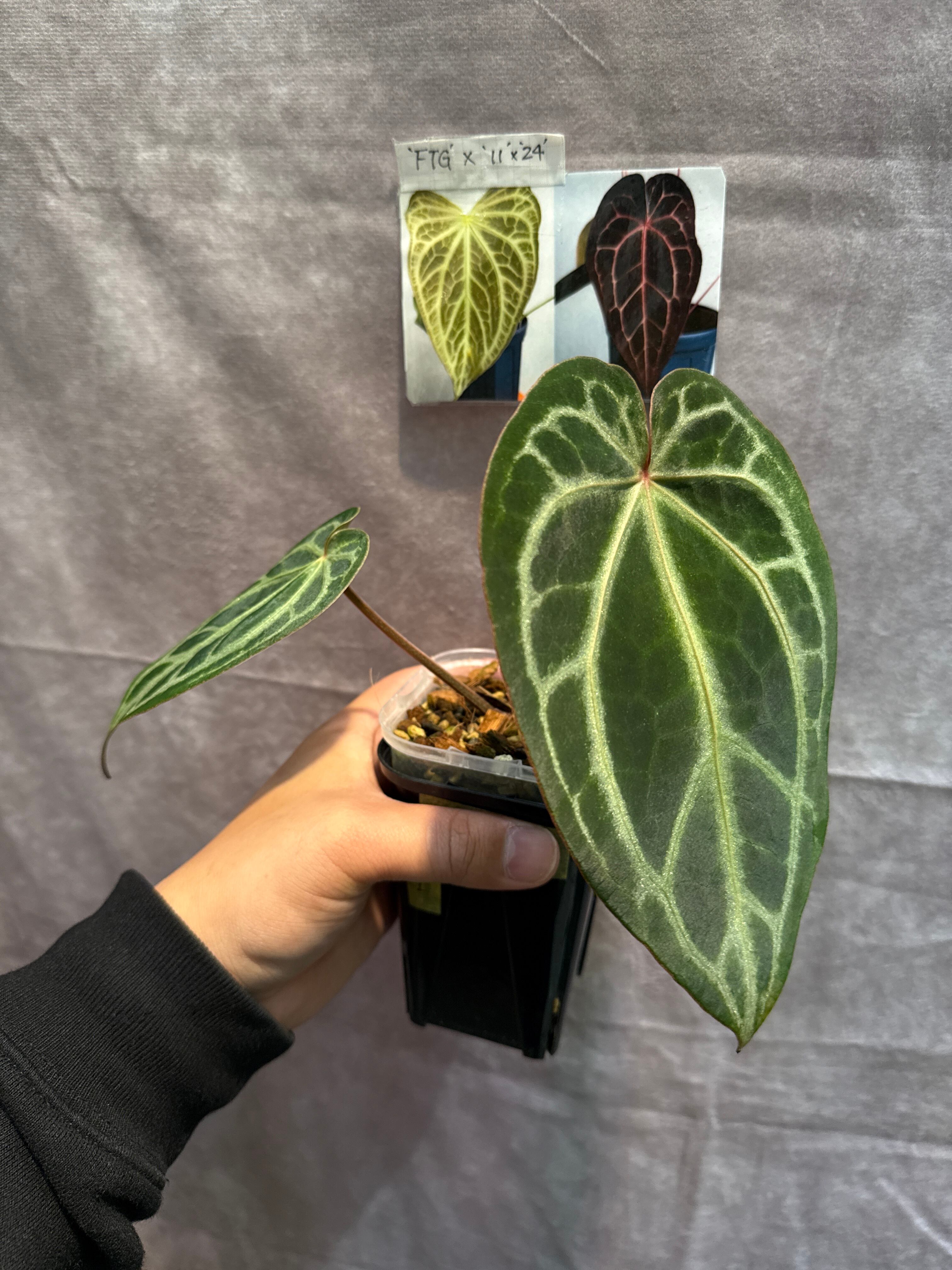 ビカクシダ ベイチー | Gardenえん 【観葉熱帯植物】