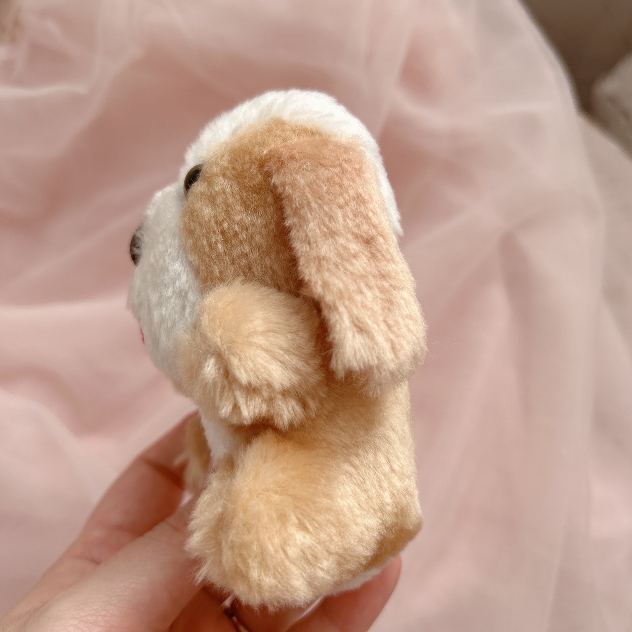mini wankoの画像03
