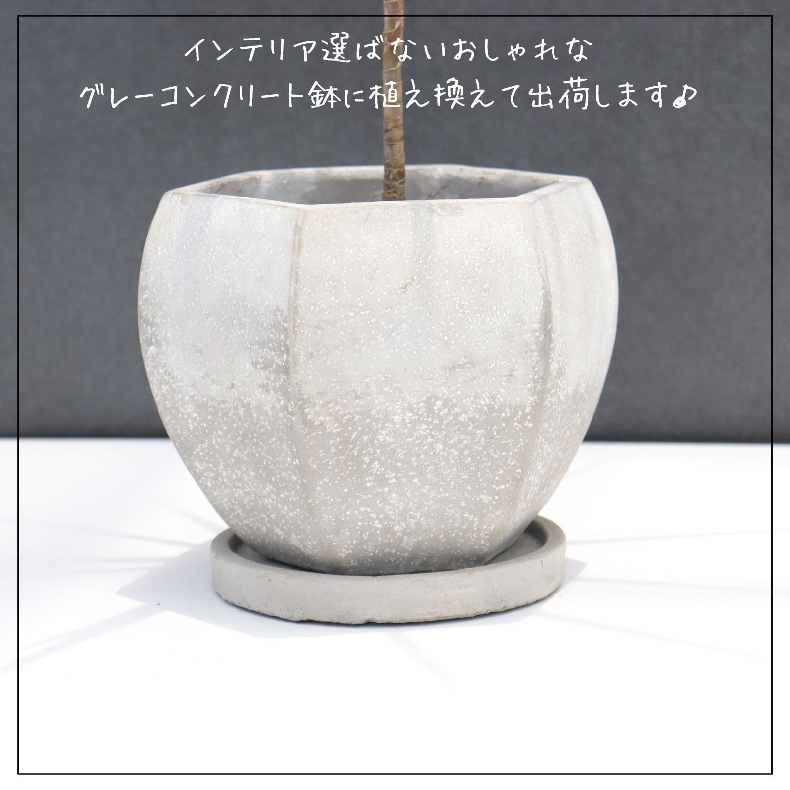 希少 クロトン プランティップ prang thip 卓上サイズ 観葉植物 熱帯
