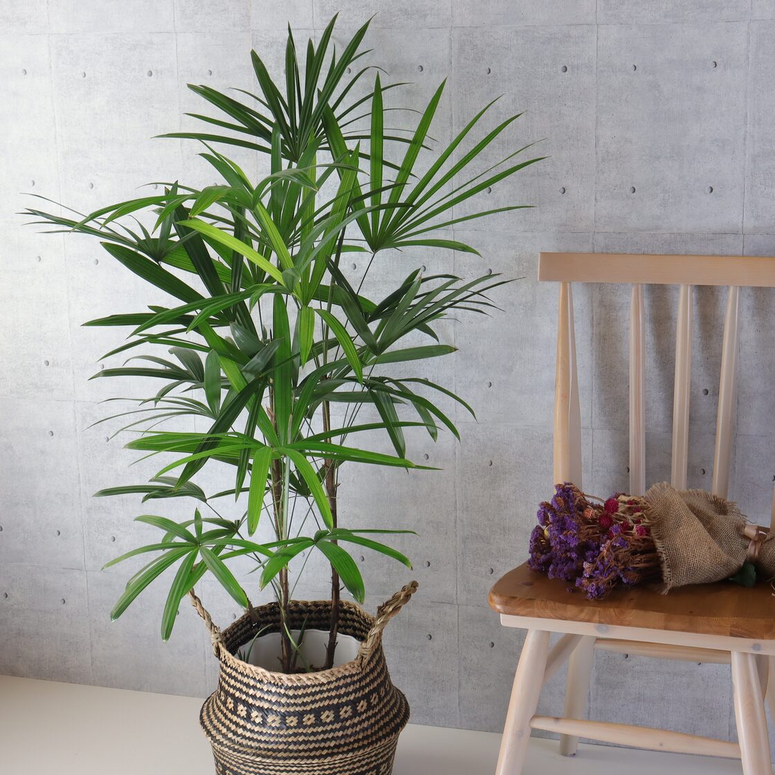 大人気】シュロチク カンノンチク 観音竹 ヤシの木 観葉植物 室内 大型 