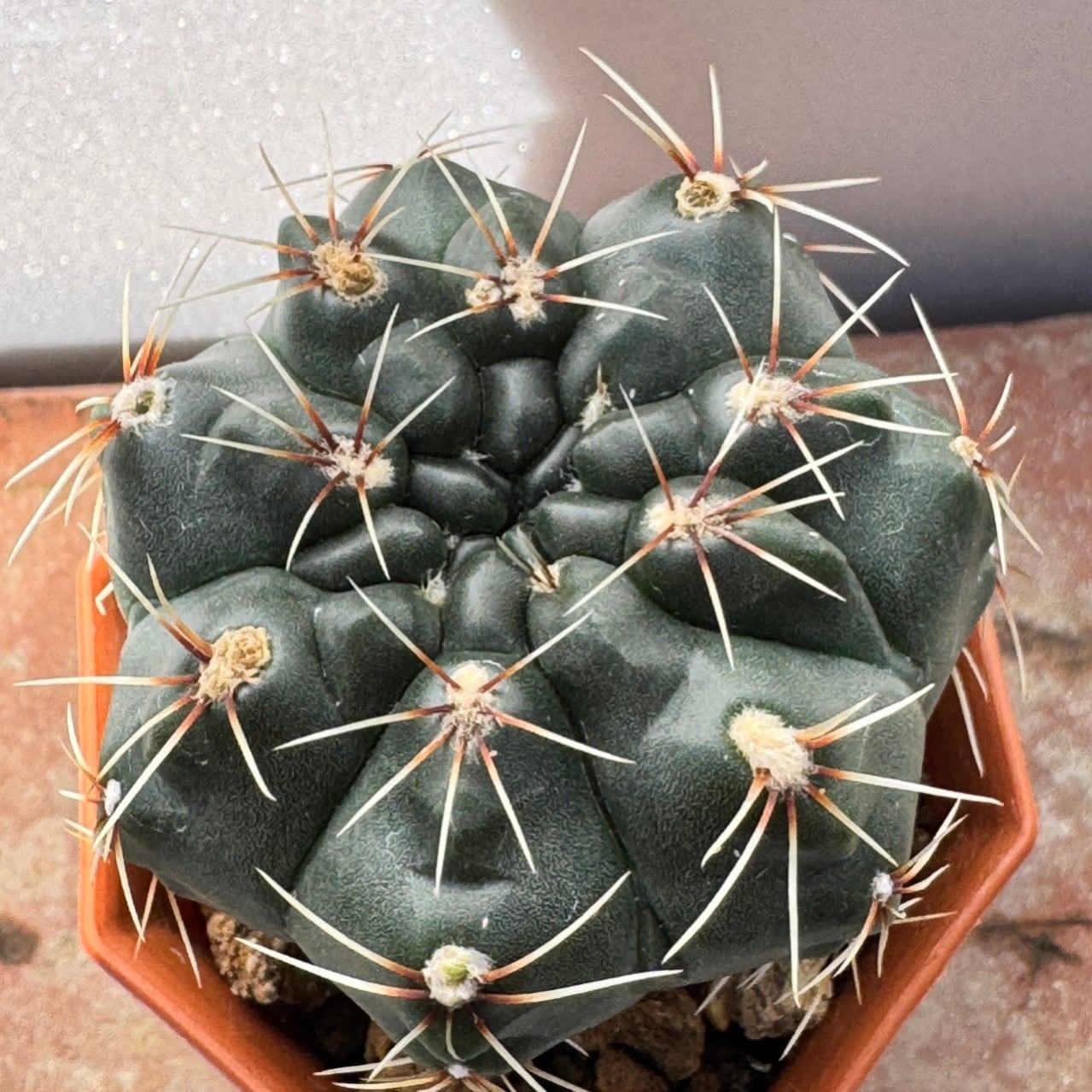 ギムノカリキウム 緋花玉(ひかだま) | COCORO