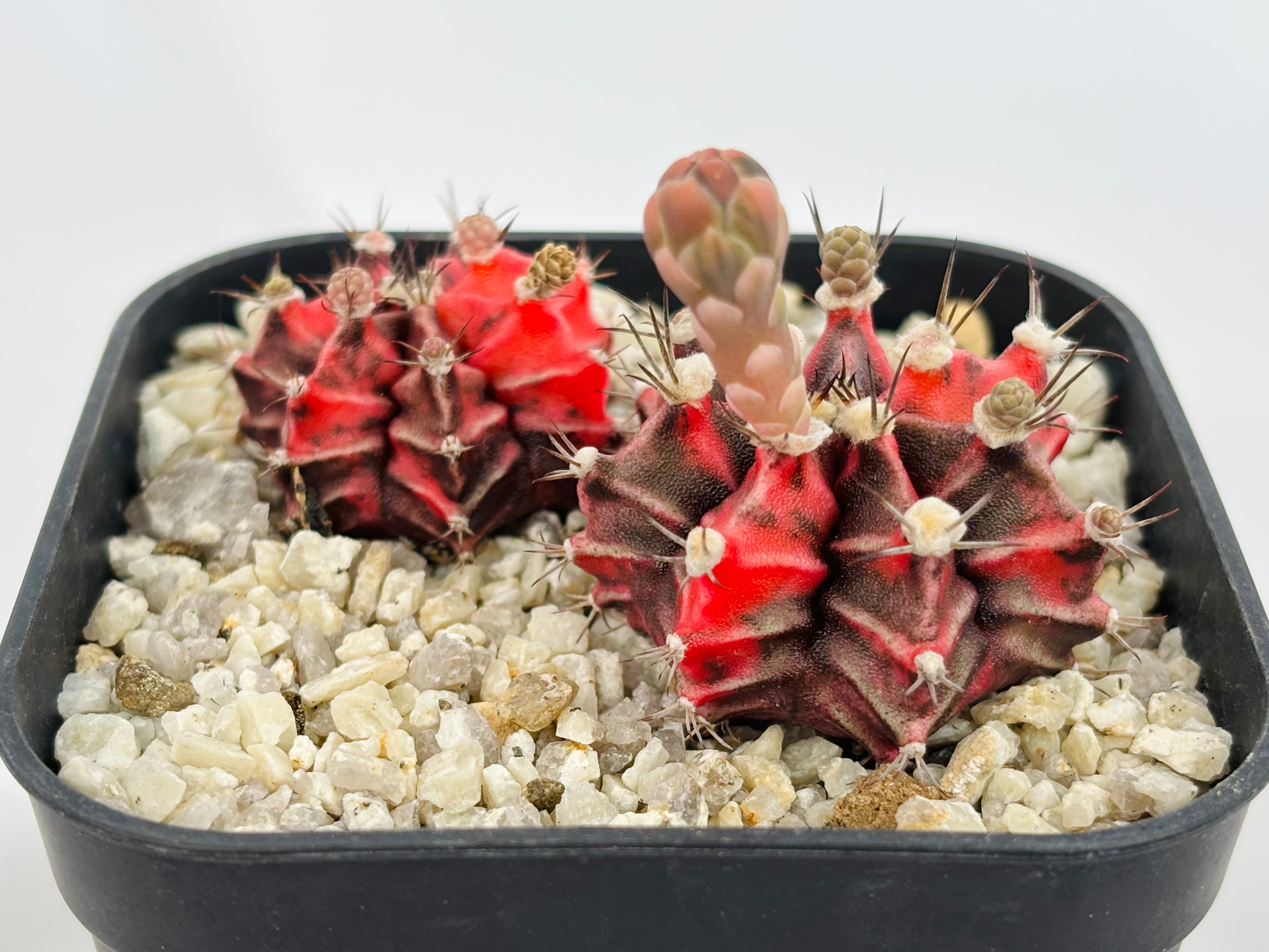 Gymnocalycium mihanovichii 緋牡丹錦 サボテン | plants MARU