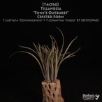 【送料無料】'Timm's Outburst' crested form〔エアプランツ〕現品発送T4056