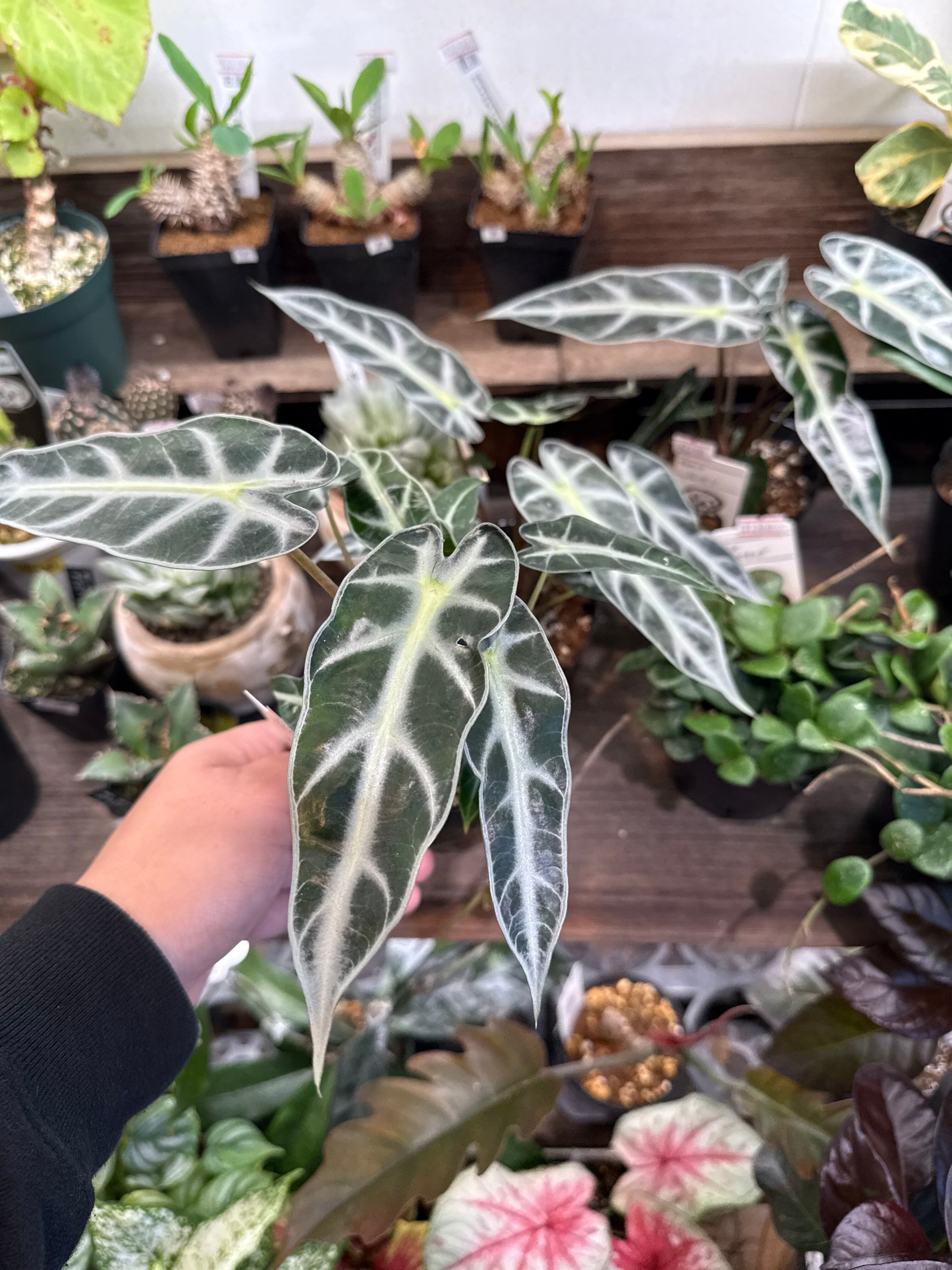 123.. Alocasia Jacklyn variegata / アロカシアジャックリン斑入り