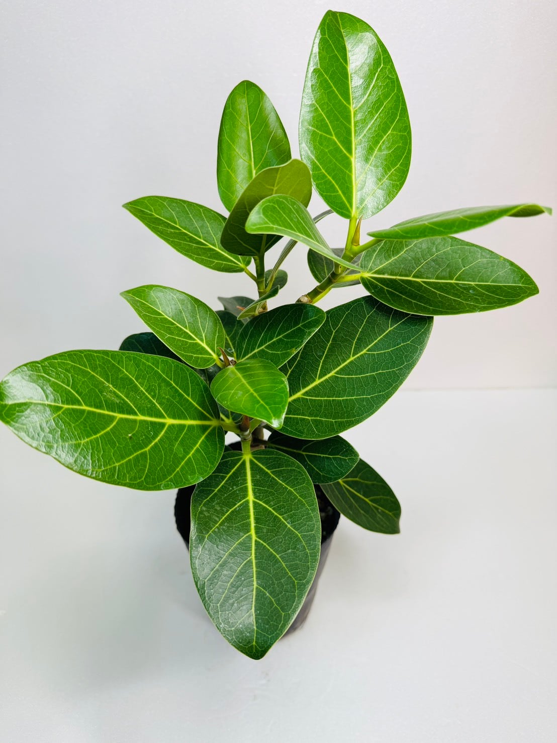 脇芽アリ】アロカシア ワトソニアナ ピンク斑入り Alocasia watsoniana