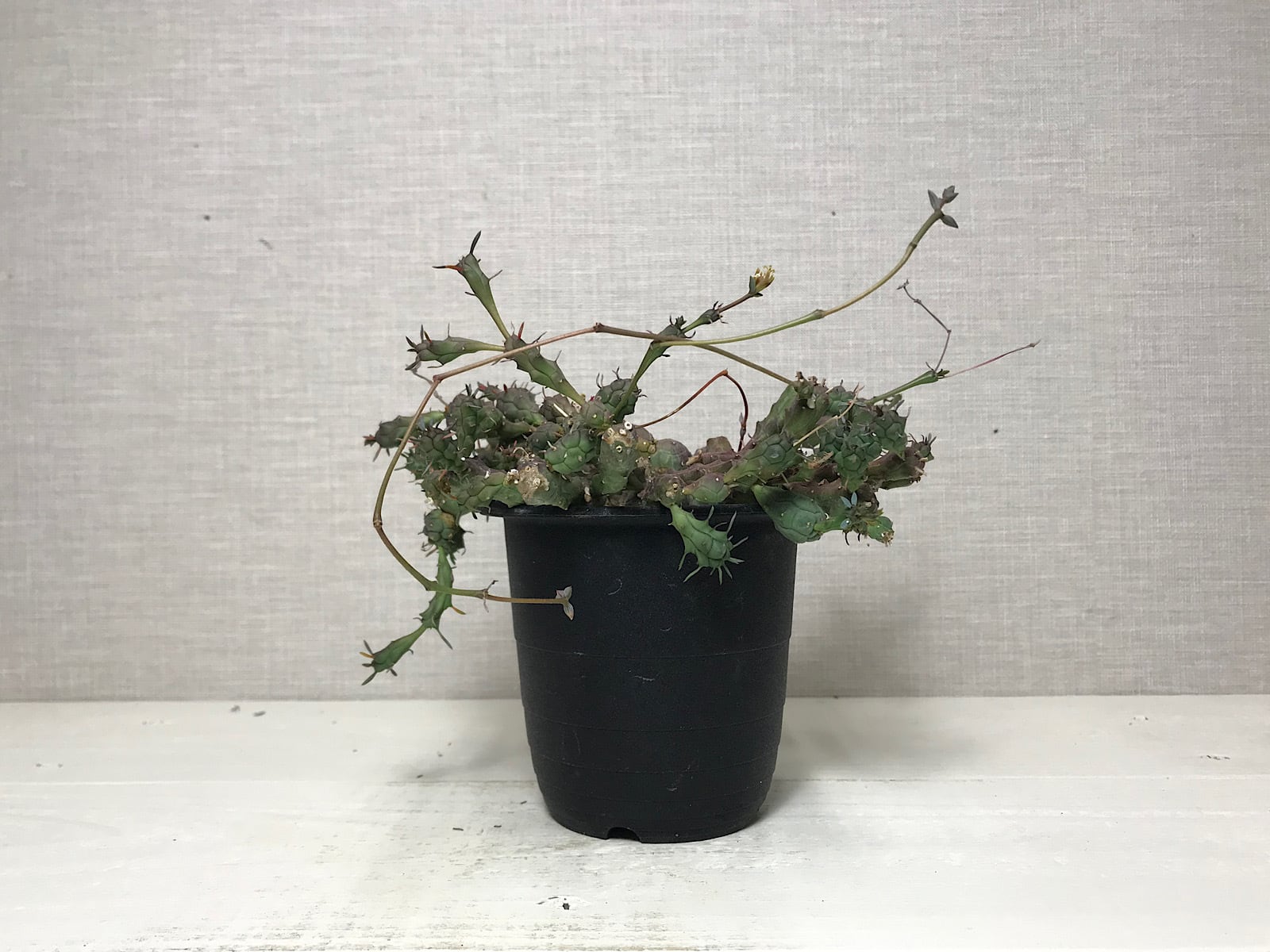 ユーフォルビア グロボーサ