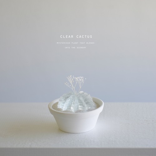 clear cactus ギムノカリキウム　