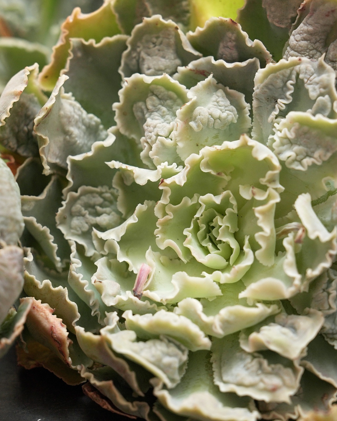 カット苗 シャビアナ warts 巨大株 Echeveria shaviana 'Pink Frills Warts'