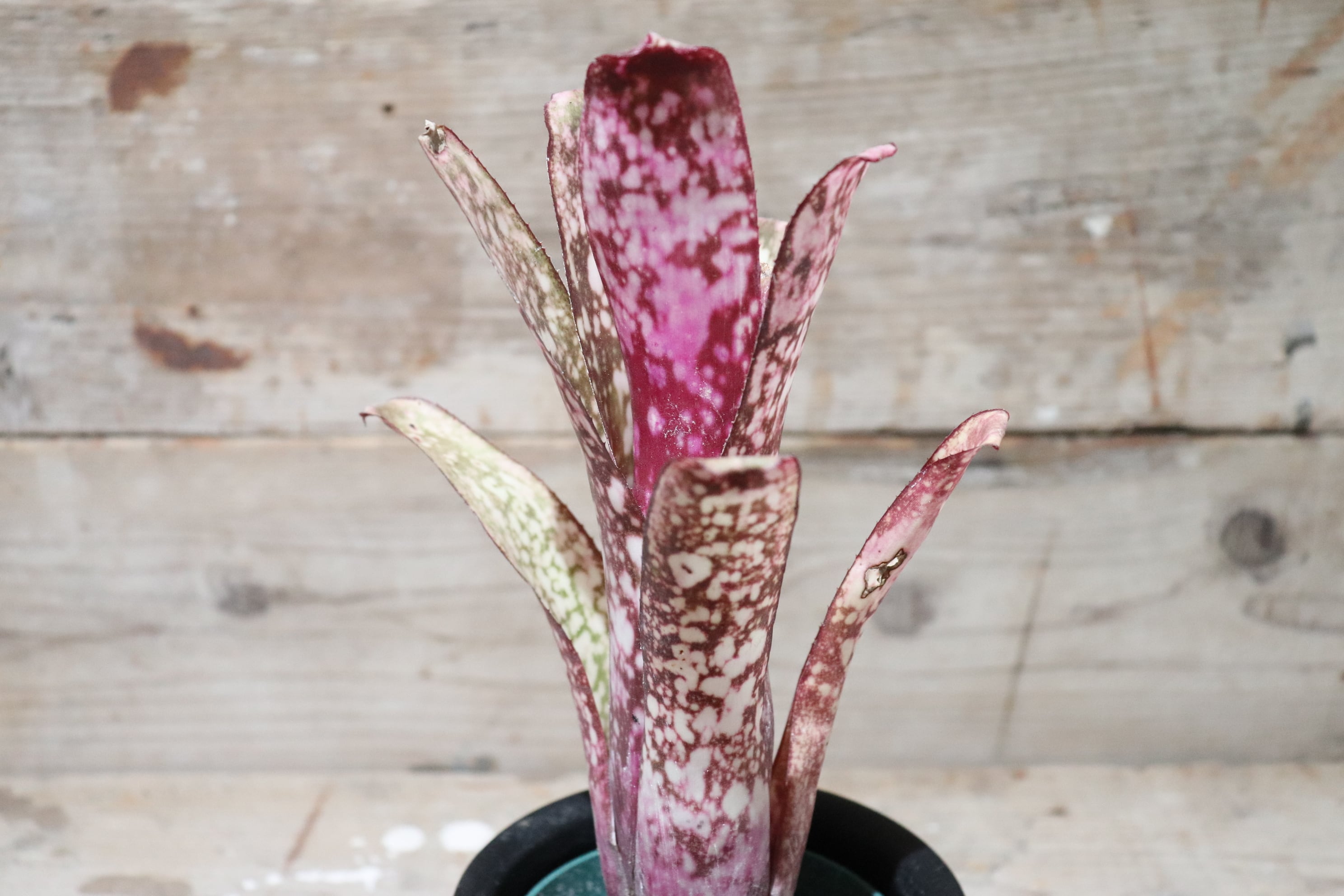 送料無料】Billbergia 'Groovy' (Beadle #1590)〔ビルベルギア 送料無料】Billbergia 'Groovy' (Beadle #1590)〔ビルベルギア