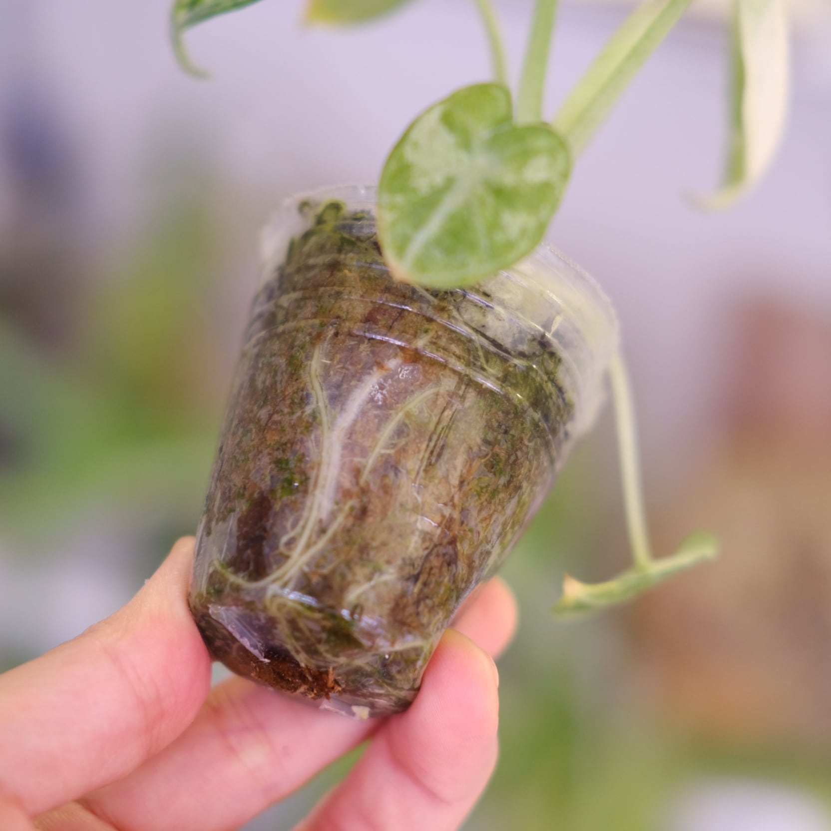 Alocasia Ninja Tricolor│アロカシア ニンジャ 斑入②│観葉植物 Alocasia Ninja Tricolor│アロカシア ニンジャ 斑入②│観葉植物