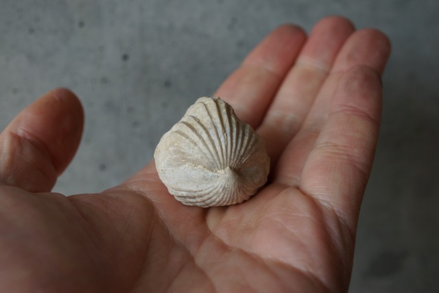 Burmirhynchia decorata 腕足類化石 956