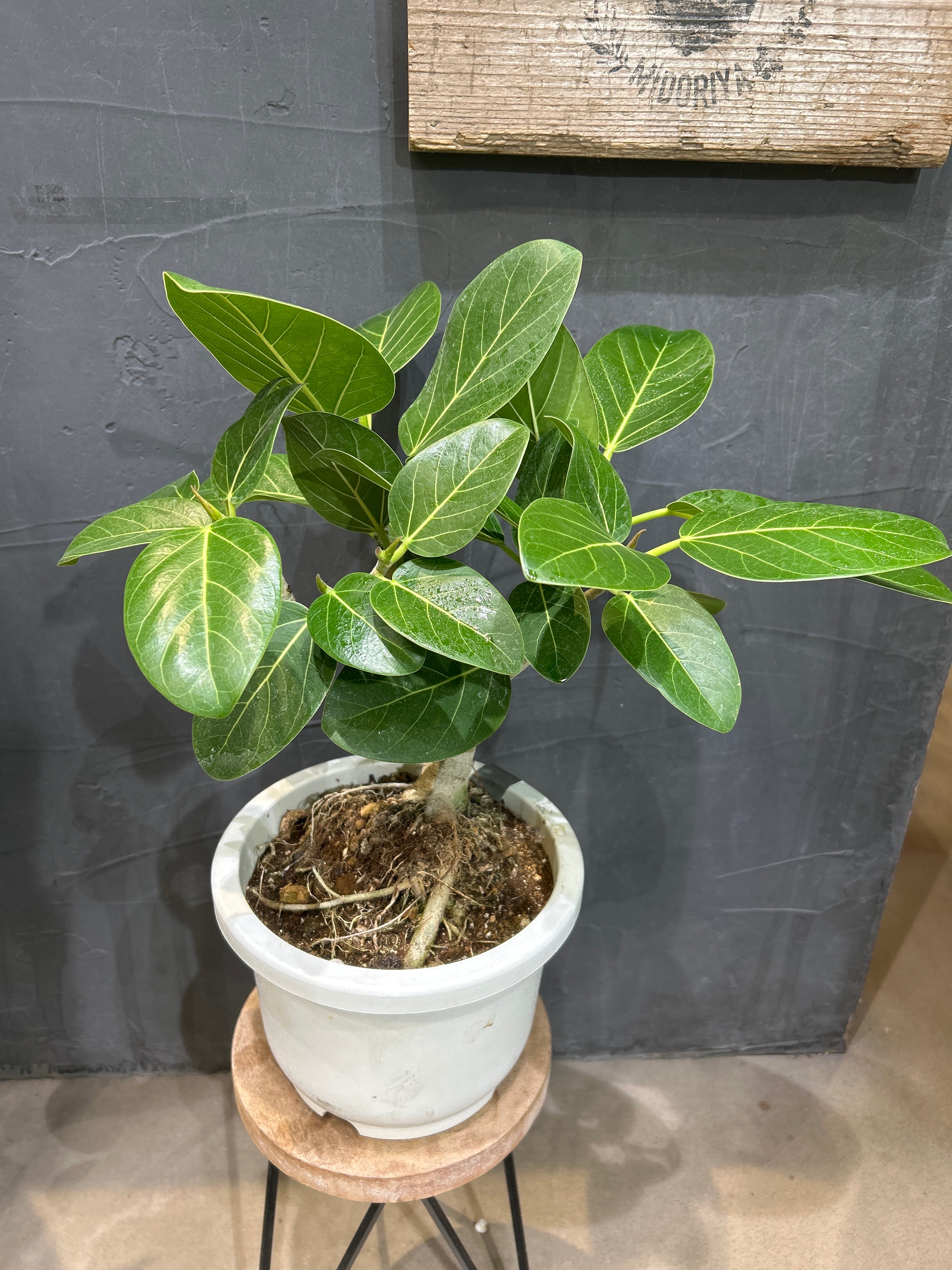 フィカス ベンガレンシス 盆栽仕立て | MIDORIYA 観葉植物専門店