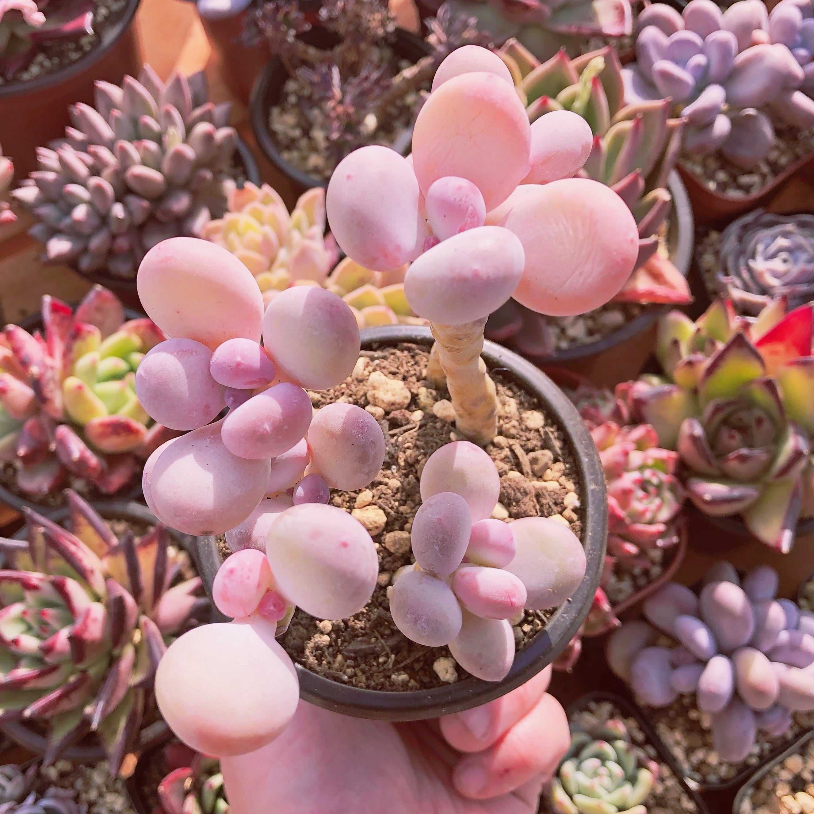 多肉植物 オレンジスノーボール 6頭 | るる農園~多肉植物専門