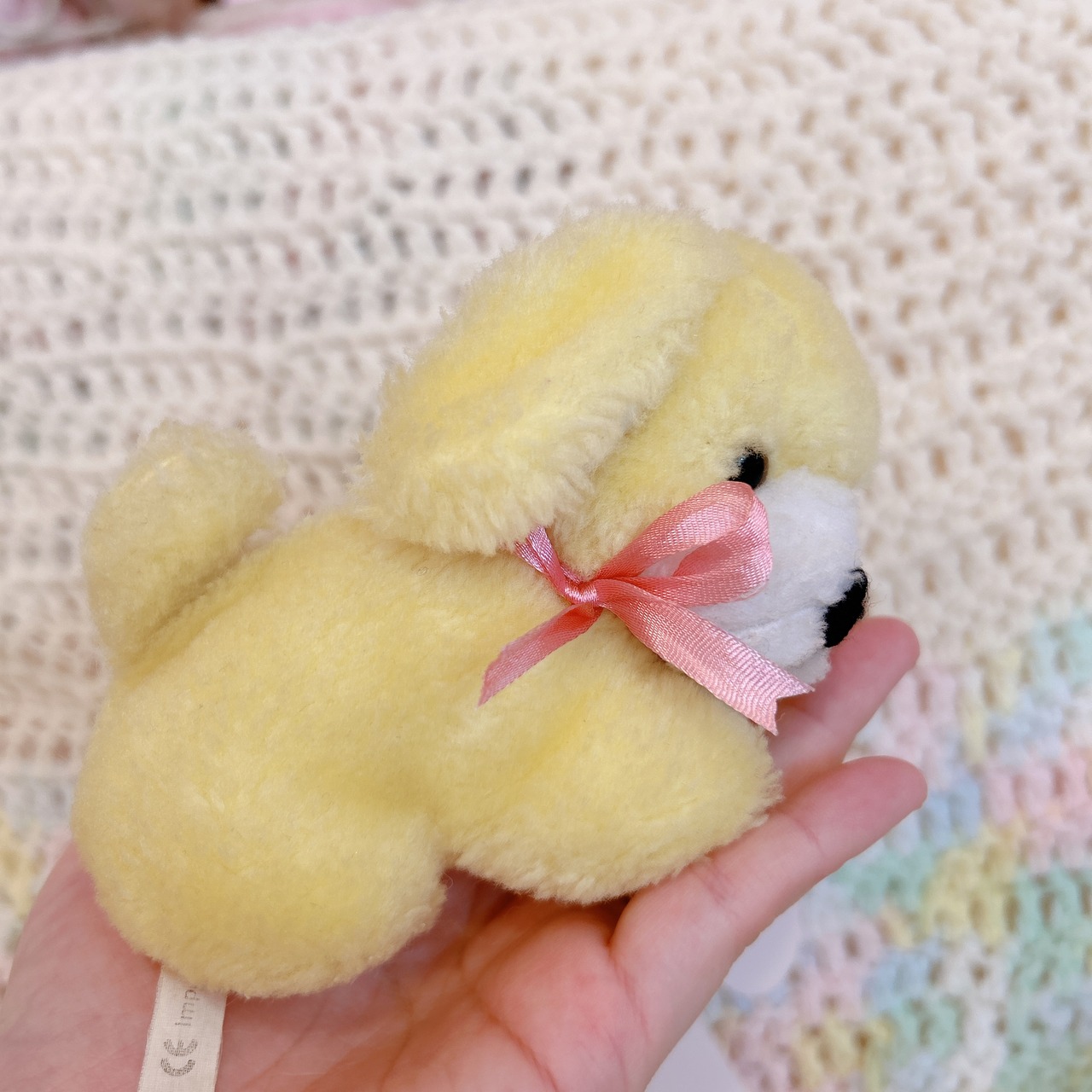 yellow dogの画像11