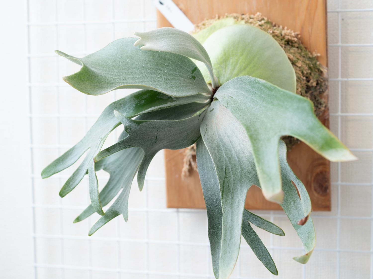 P.E-1 (Bifurcatum sp. white) OC PUP / ビカクシダ E-1子株 25−005