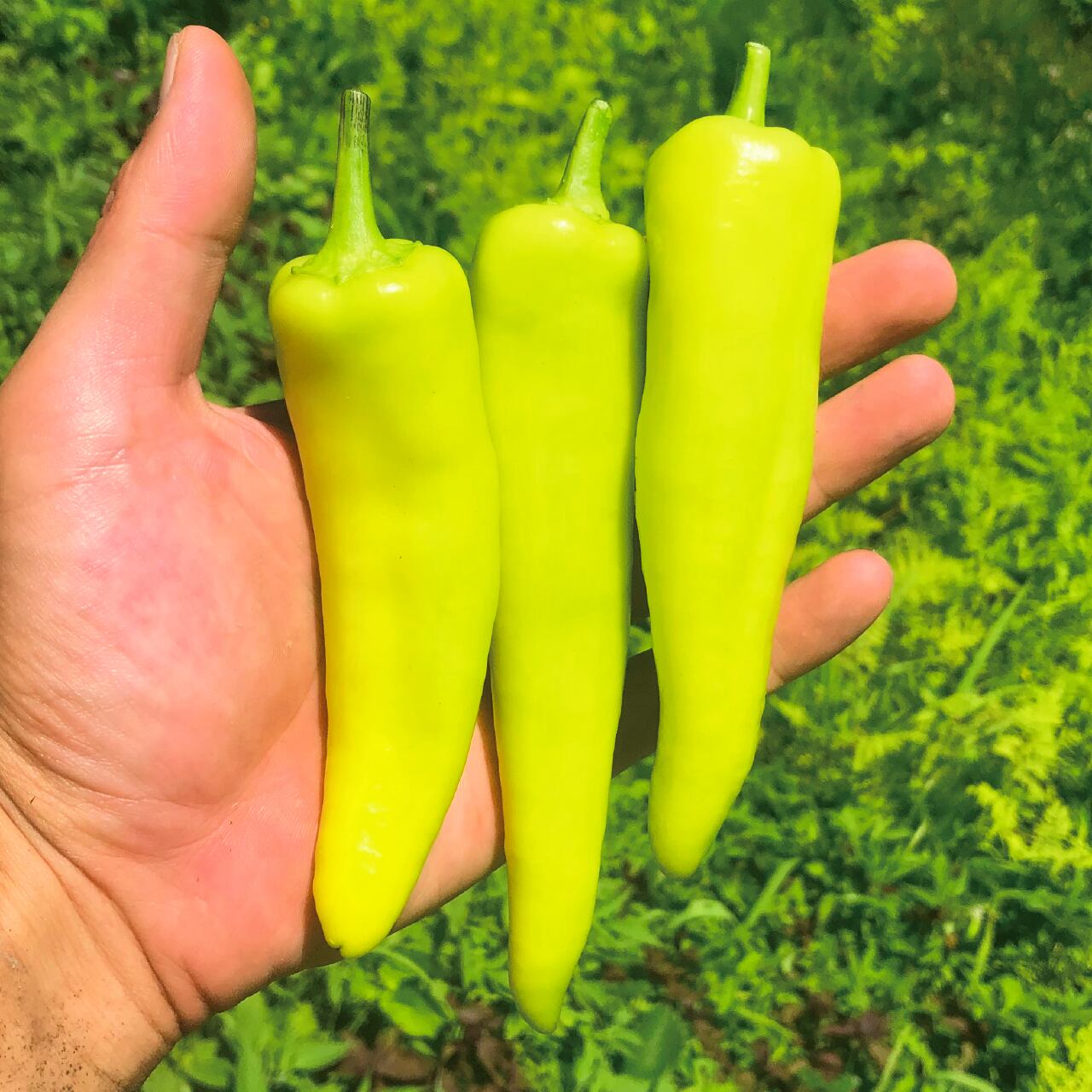 黄辛こしょうの苗/1株【トウガラシ】【野菜の苗】【固定種・伝統野菜】【自根苗】【露路栽培】【プランター栽培】【ベランダ菜園】【家庭菜園 ...