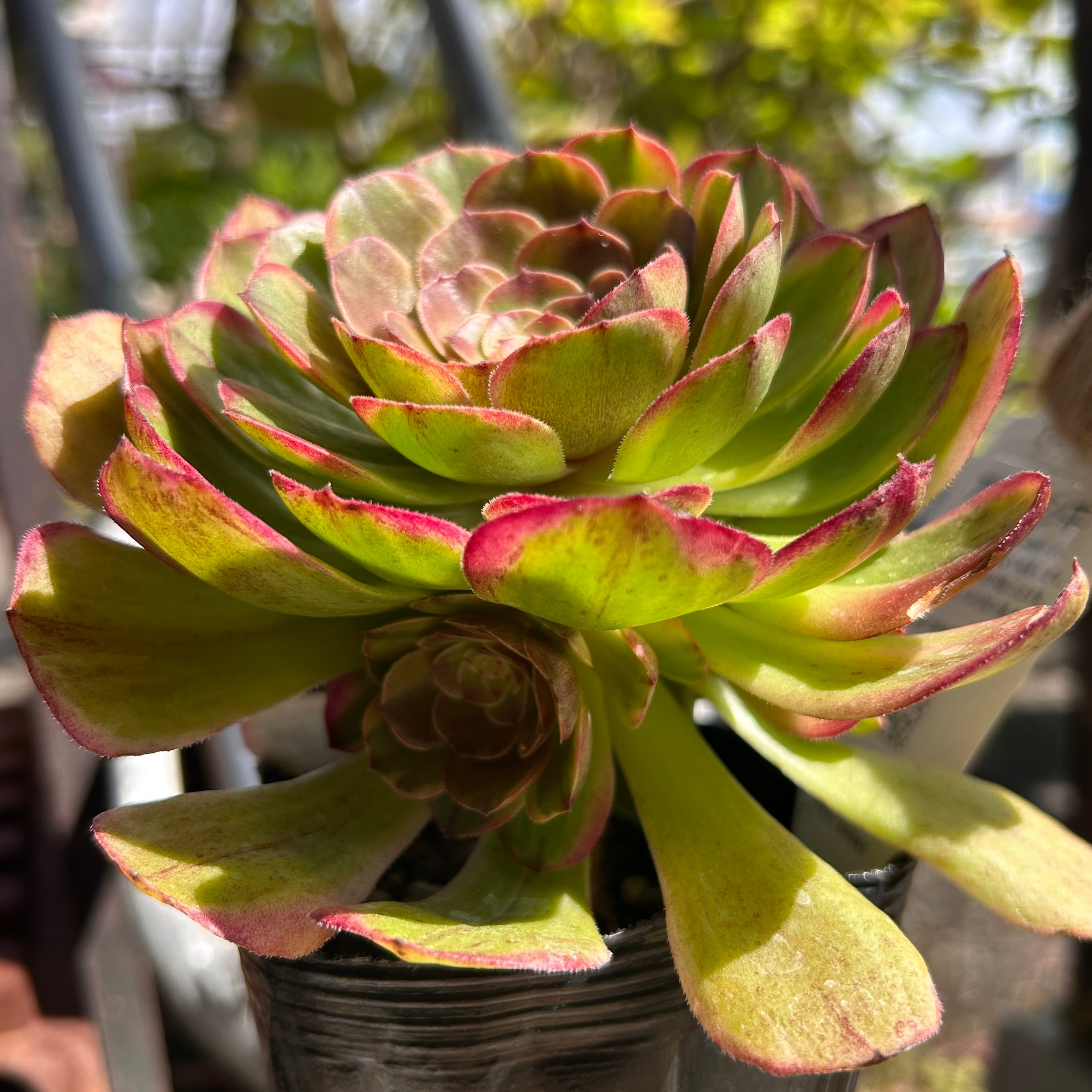 アエオニウム 多肉植物 | 多肉植物専門店 アエオニウム｜植物の 