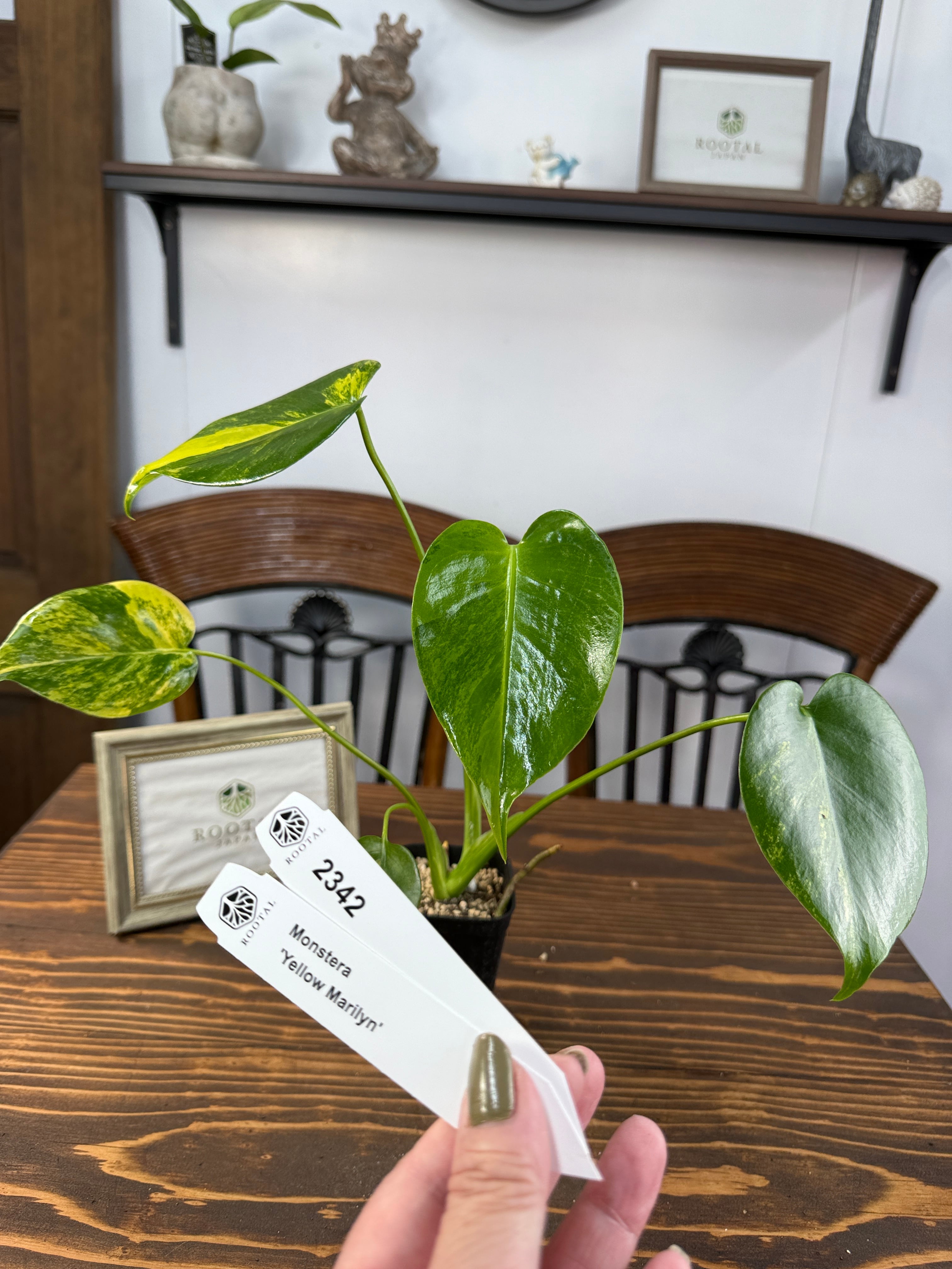 モンステラ | ROOTALPLANTS