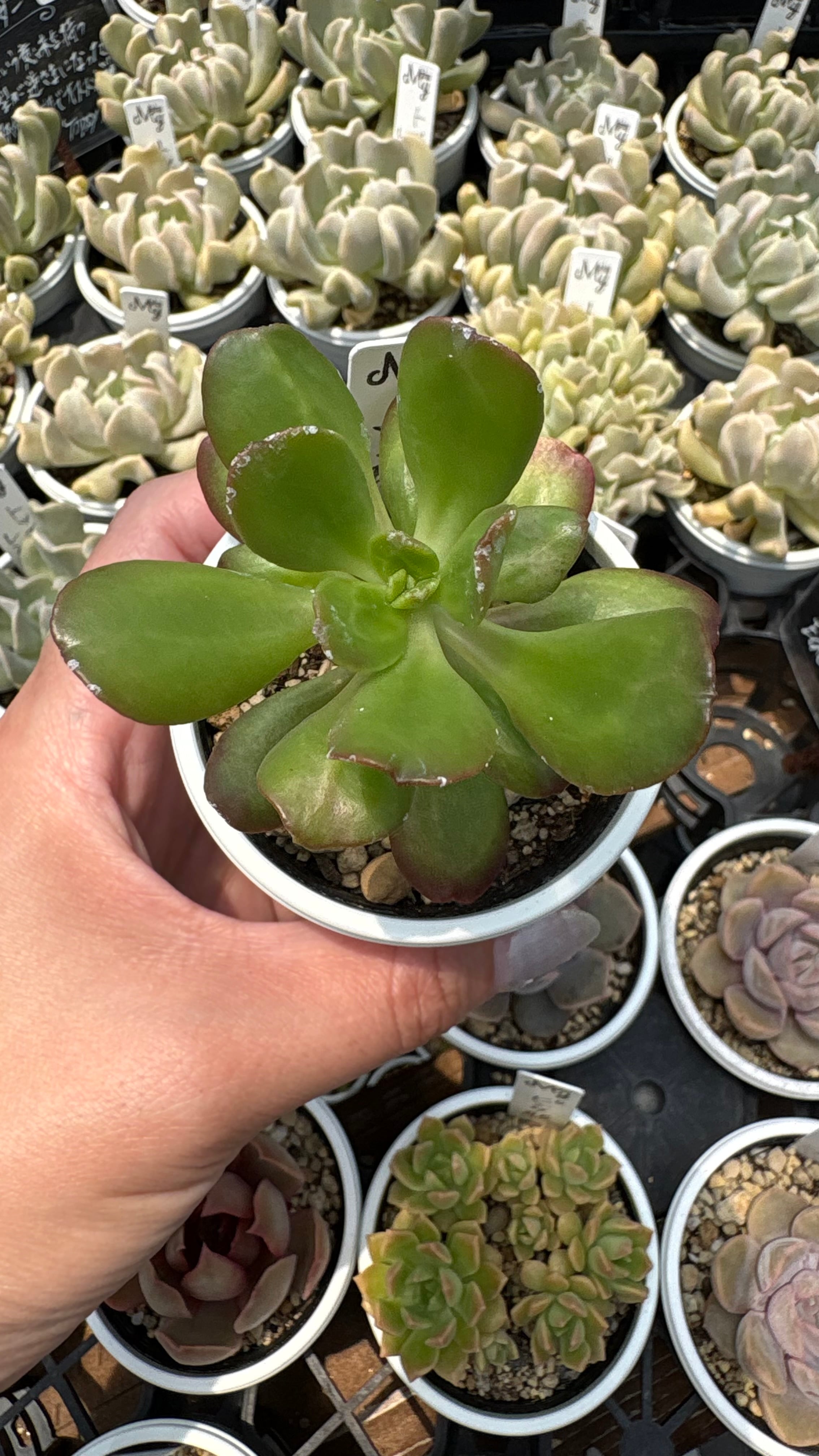 Top【選抜株】多肉植物　361862ダークナイト　80個　鉢無し/脱土 多肉植物 ダークナイト 大苗 超レア苗 韓国苗 美苗 #704 | PAY ID