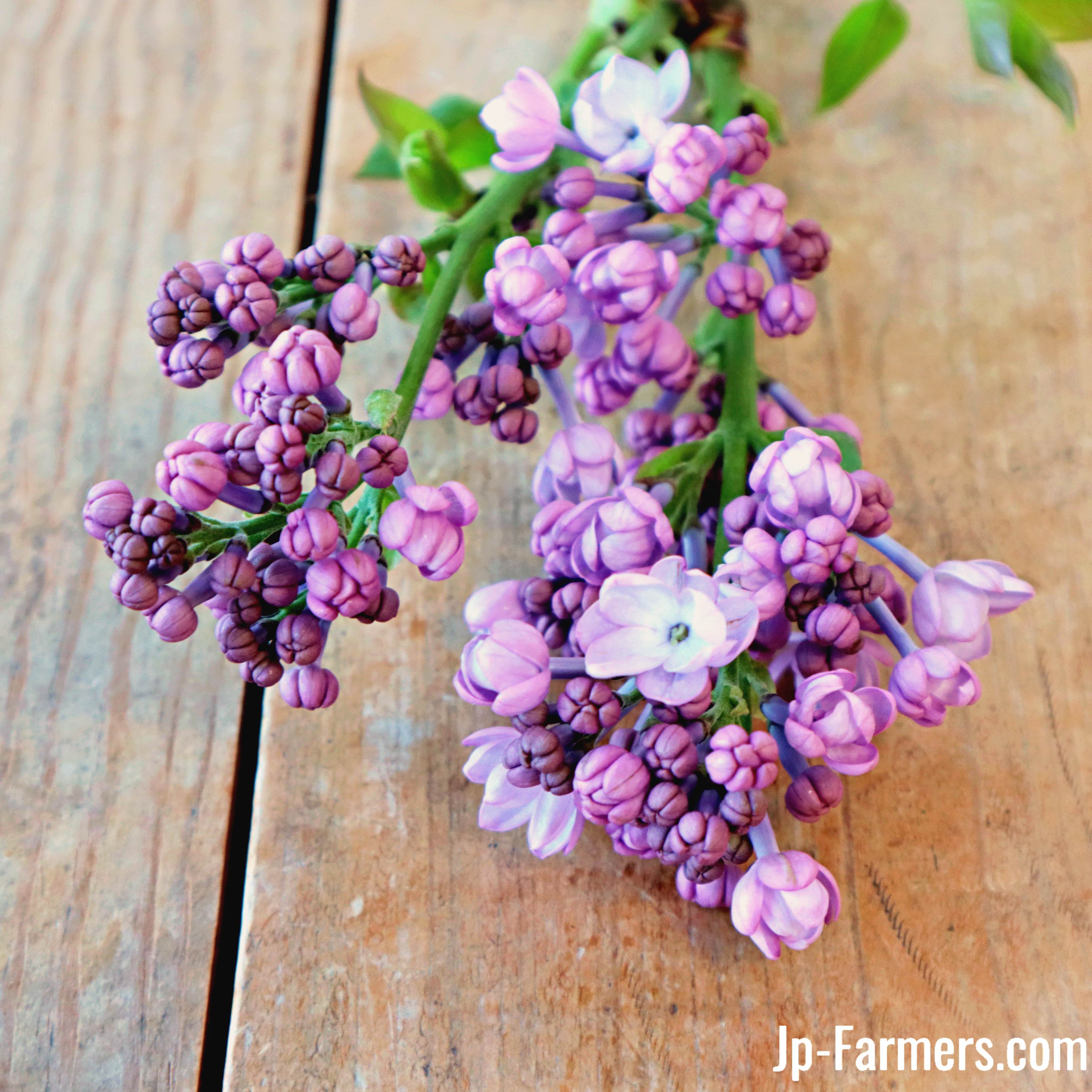 希少！季節限定 甘く繊細な香り 国産ライラック八重咲き | 新鮮お花