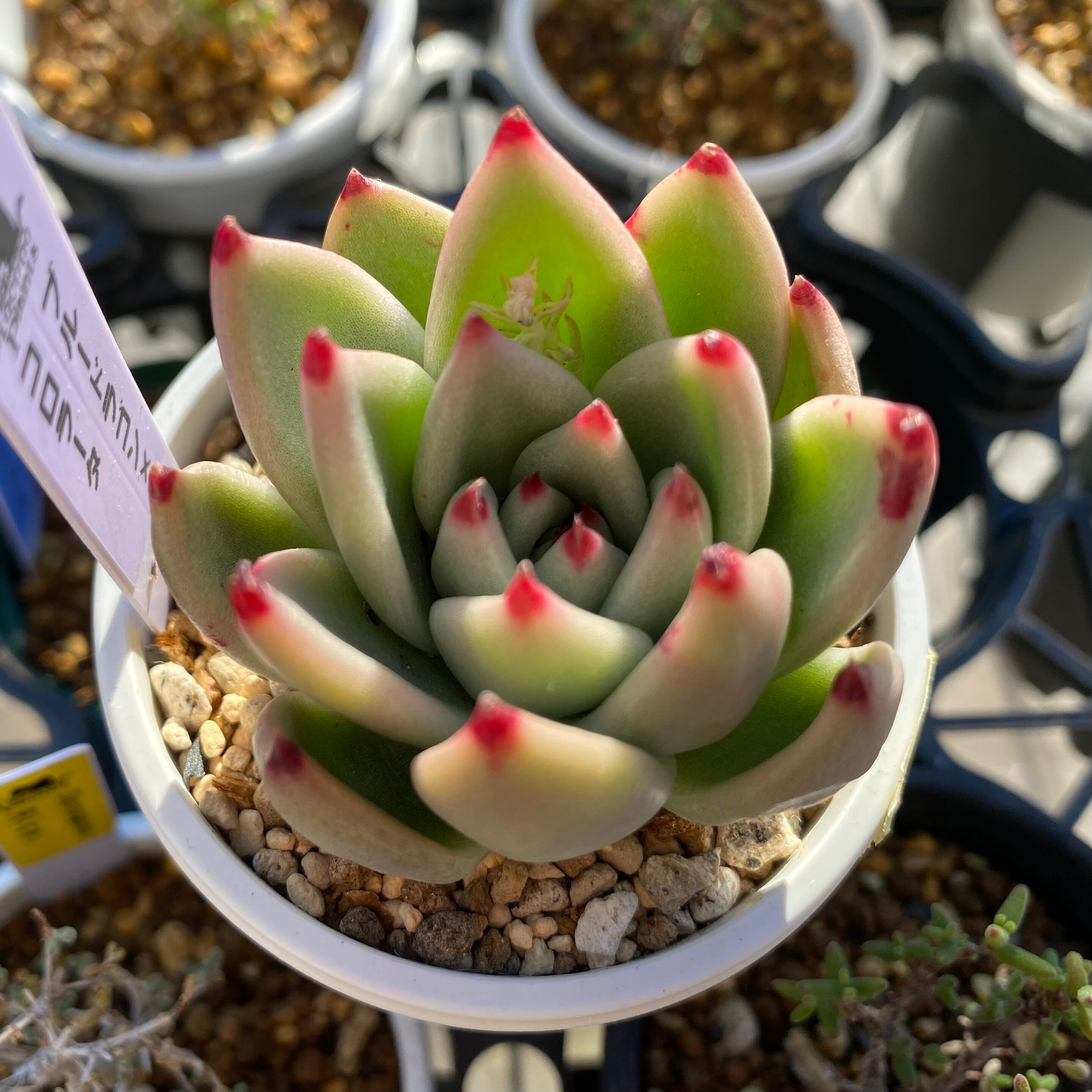 ハオルチア 雫石錦 糊班① | mocono_plants_shop ハオルチア 雫石錦 糊班① | mocono_plants_shop