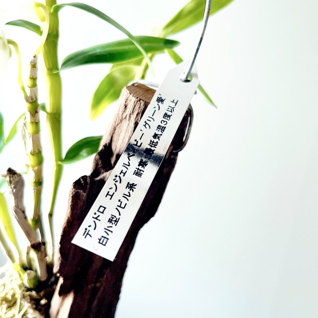 【白い天使】デンドロビウム エンジェルベイビー ‘グリーン愛’ 板付け calm cafe