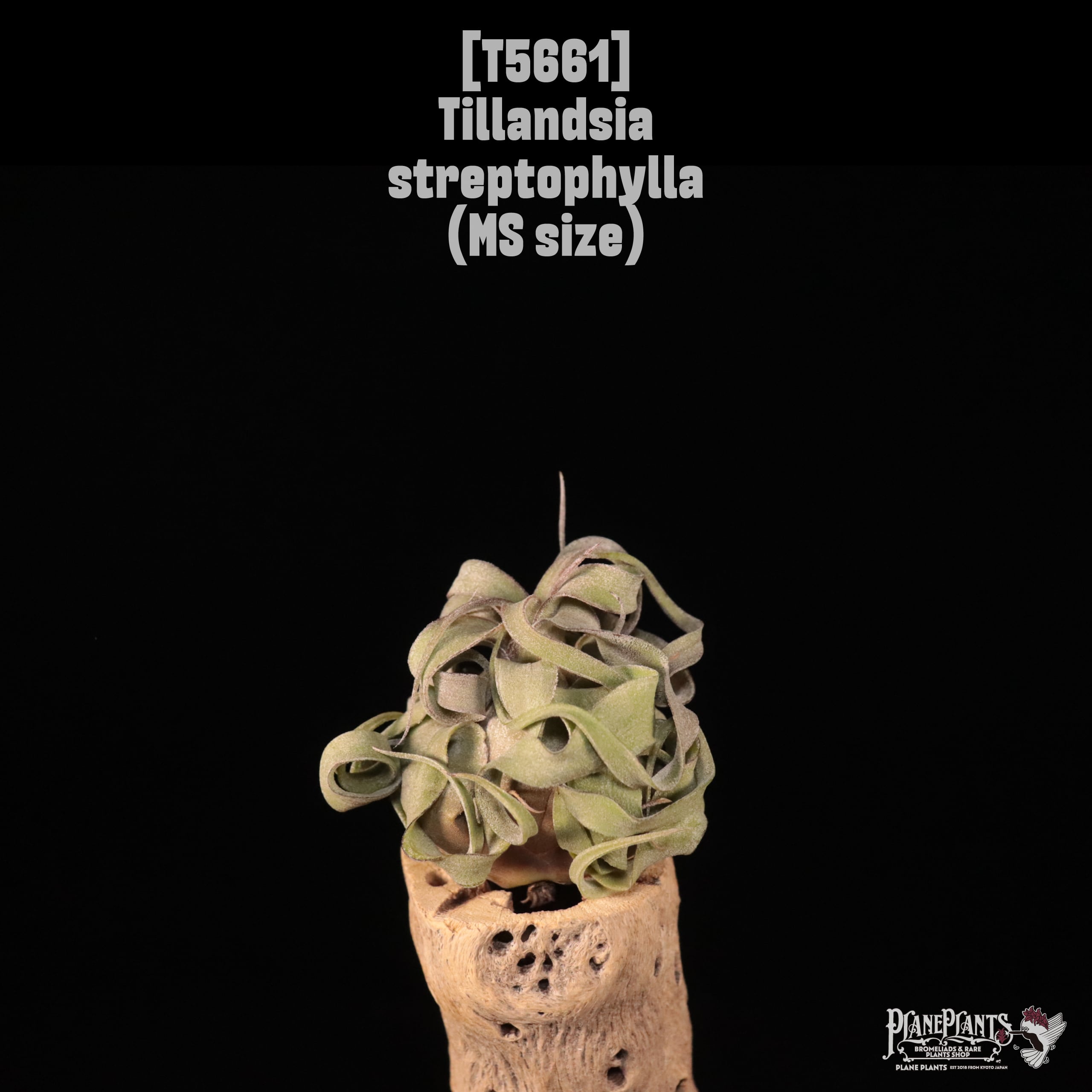 【送料無料】streptophylla MS〔エアプランツ〕現品発送T5661