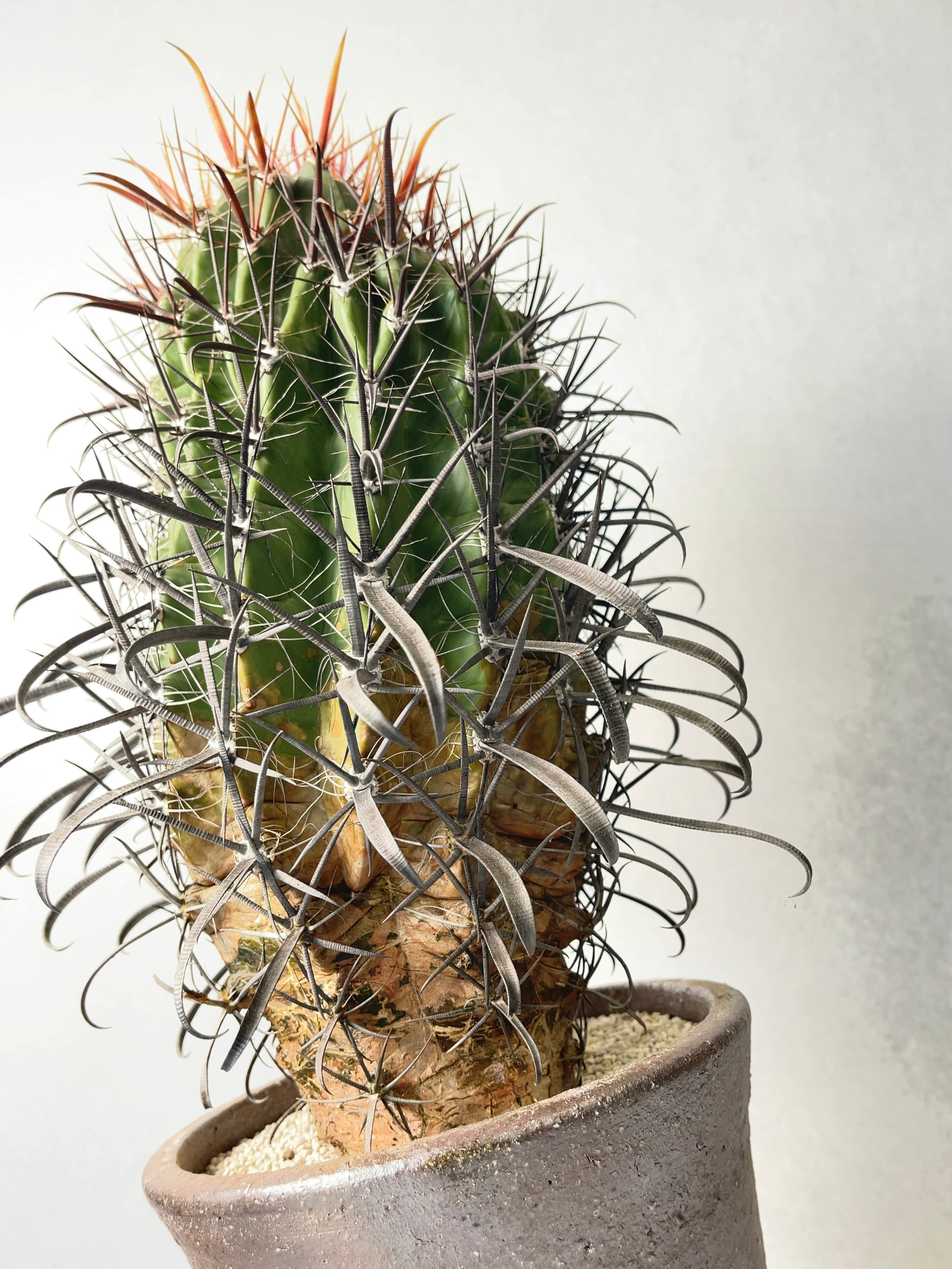 フェロカクタス・火剣峰 | trigger