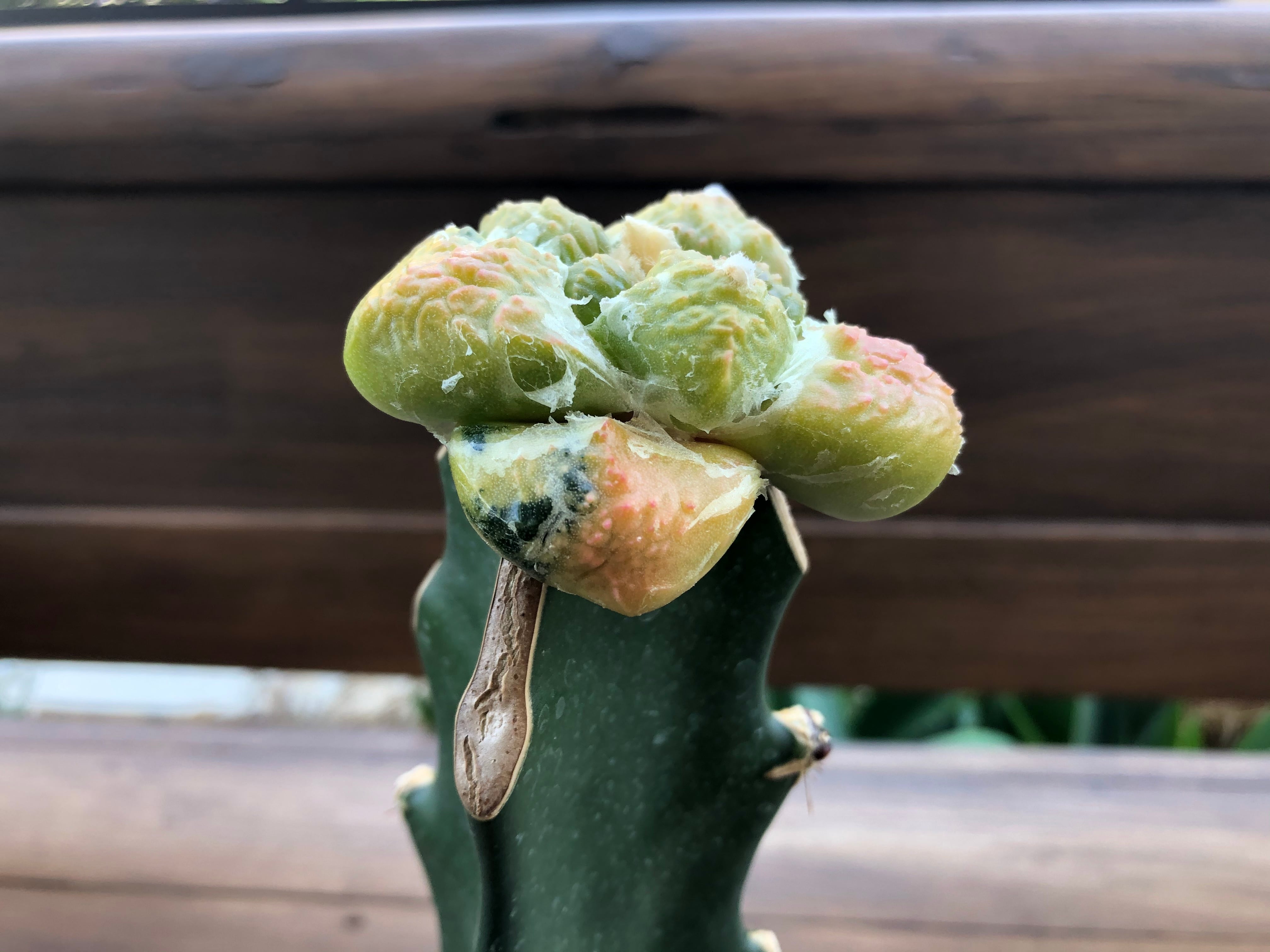 アリオカルプス 連山錦 実生 塊根植物 多肉植物 斑 2025年最新