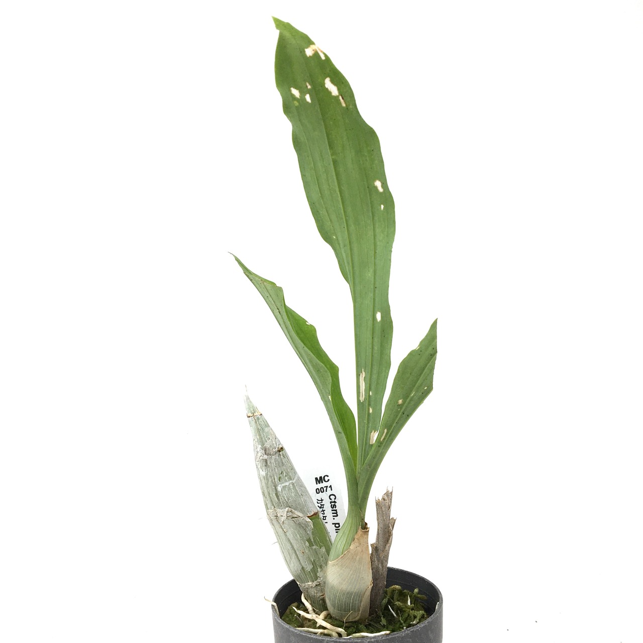 カタセタム　ピレアタム　アルバム【21】