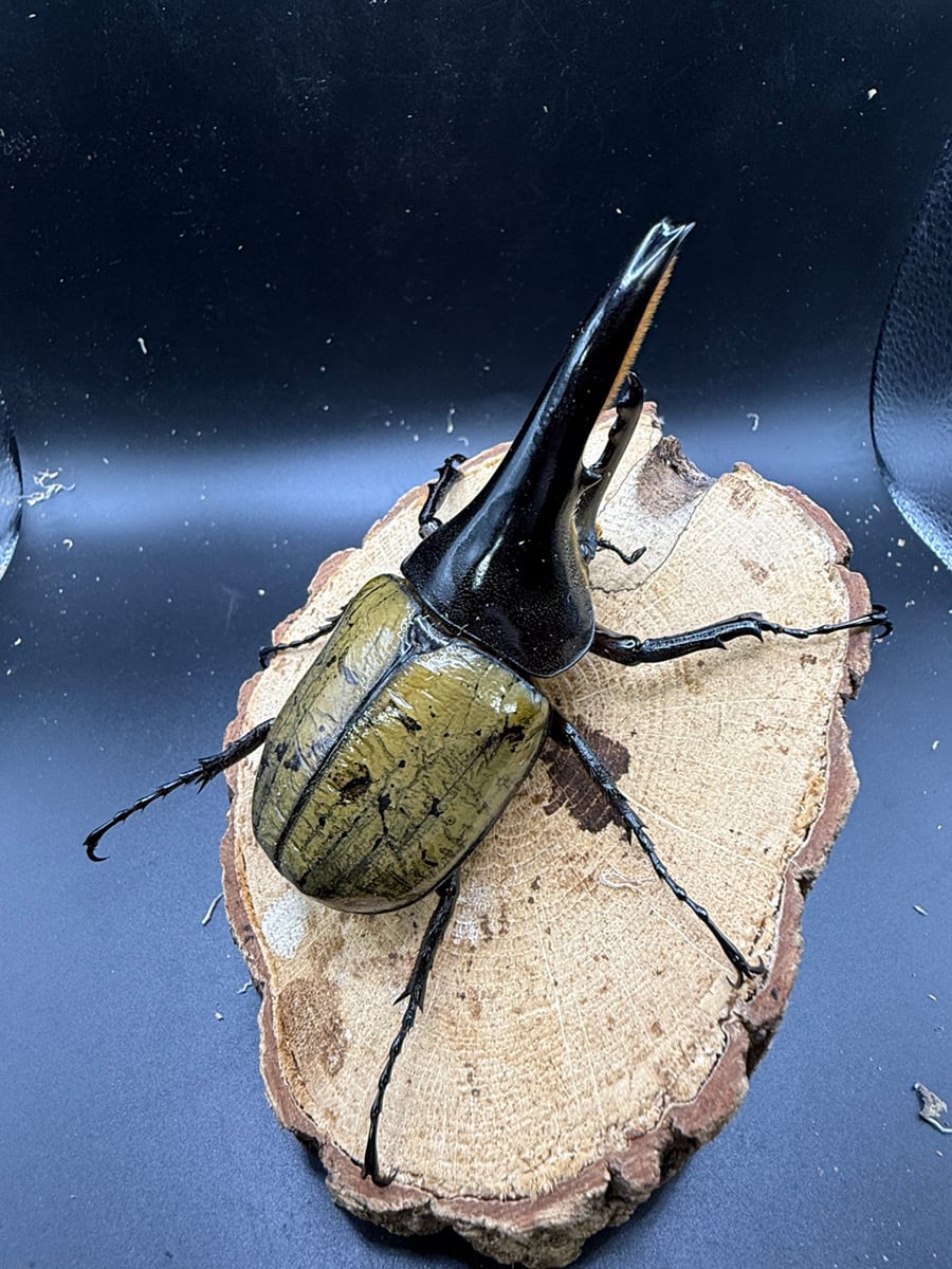 ヘラクレスの森】カブクワ社長のヘラクレス専門店