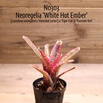 【送料無料】Neoregelia 'White Hot Ember'〔ネオレゲリア〕現品発送N0303