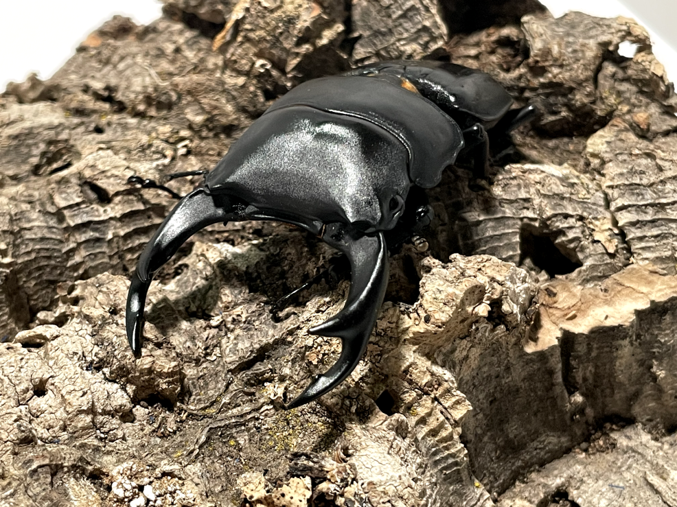 ◆能勢YG血統◆　オオクワガタ　♂80.0mm + ♀52.0ｍｍ+おまけ♀　新成虫　同腹３頭 能勢YG血統オオクワガタ新成虫ペア♂80.0mm♀52.0mm(綺麗な個体