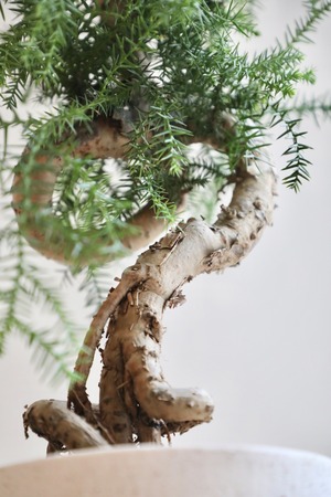 【L】アローカリア/Araucaria heterophylla　※陶器鉢付き