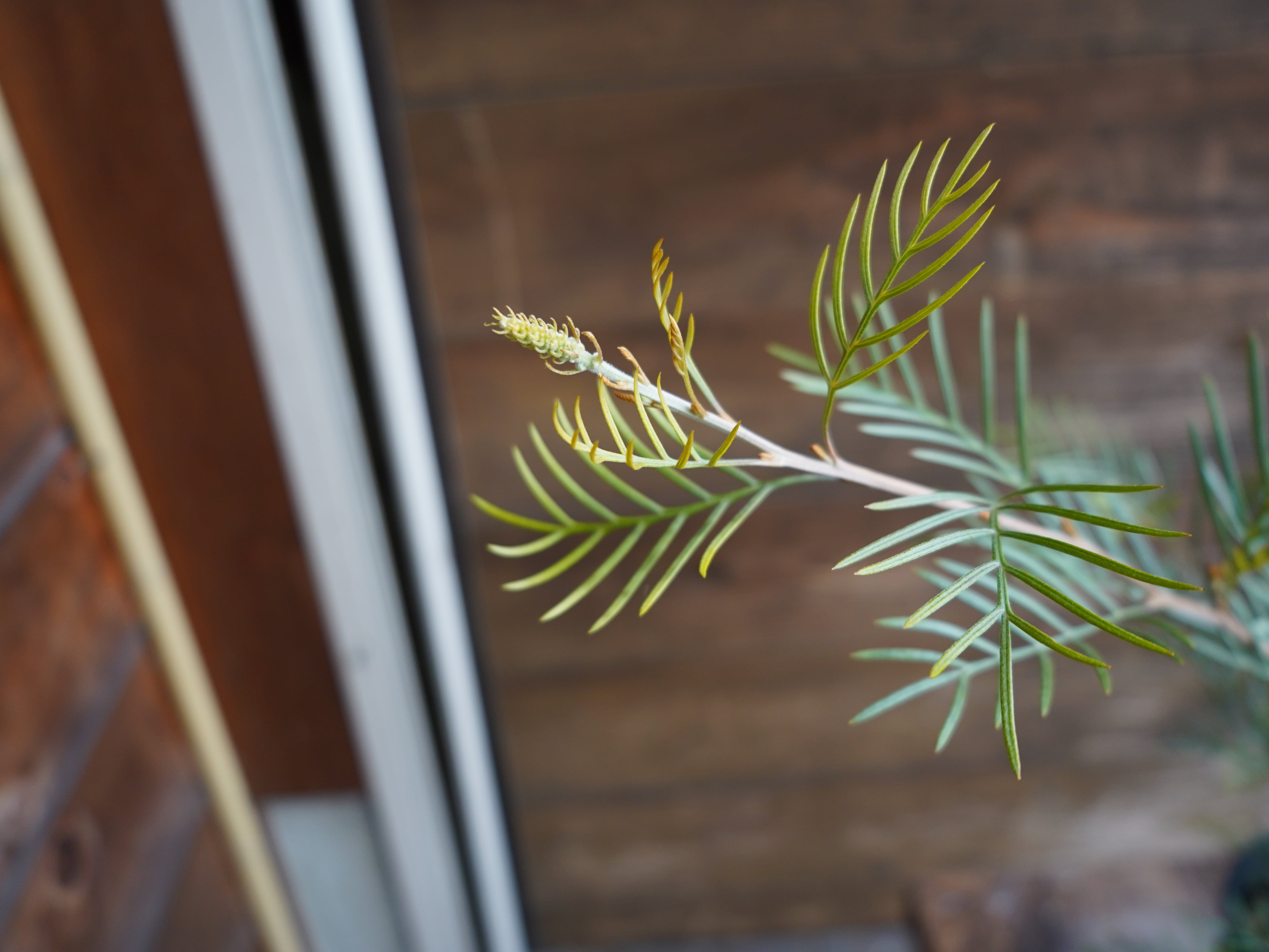 【現物】グレビレア　”アイボリーホイップ”　C