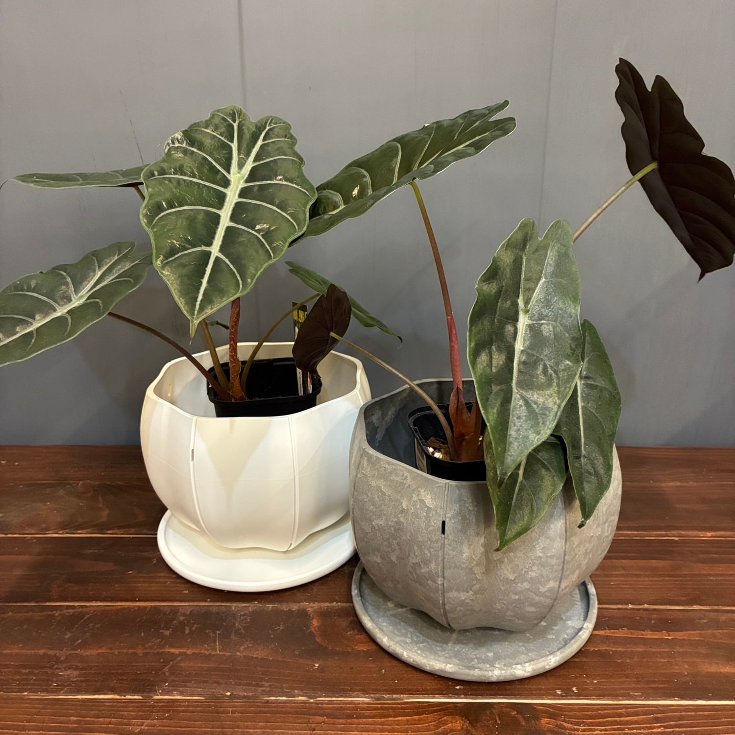 秋の植え替えフェア対象】【セット】アロカシア シャントリエリ