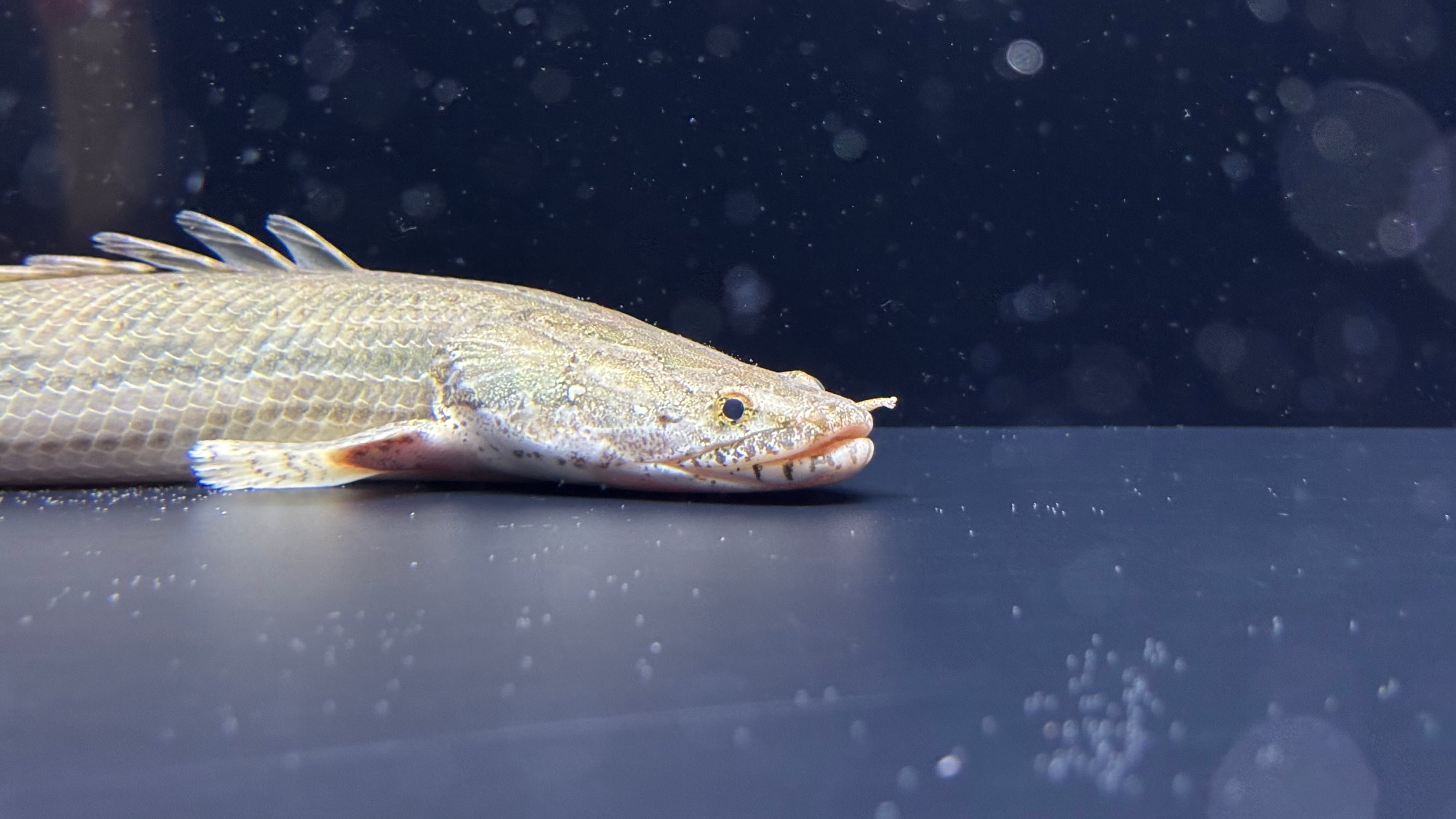 ☆わいるどもんオリジナル☆流動式フィルター【60cmサイズ】 砂