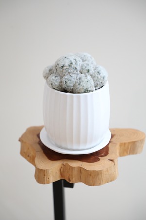 【S】マミラミア プルモサ/Mammillaria　※陶器鉢付き