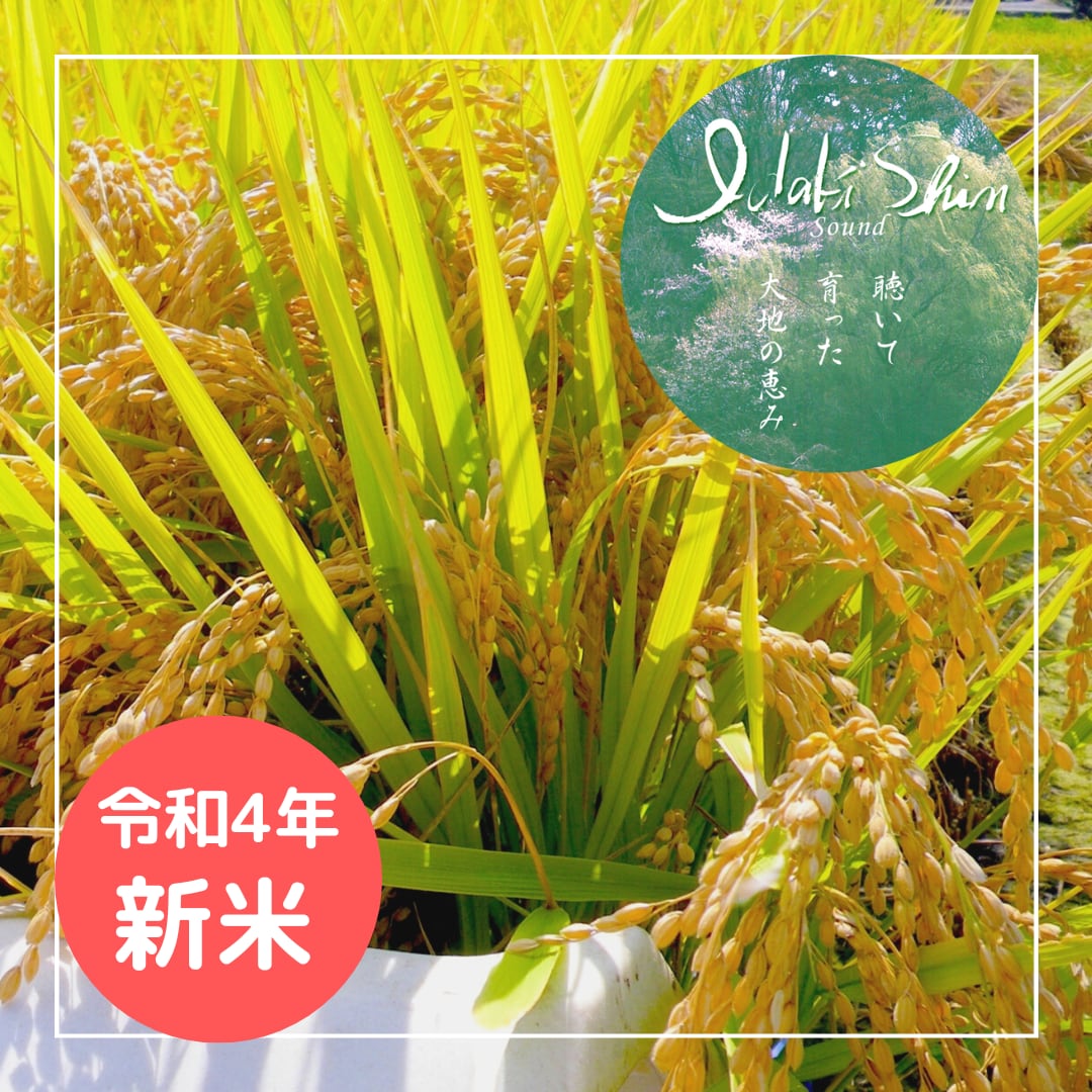 コシヒカリ20kg　いだきしんサウンド聴いて育ったお米　（玄米or白米）令和4年度産　大泉農園（farm_oizumi)
