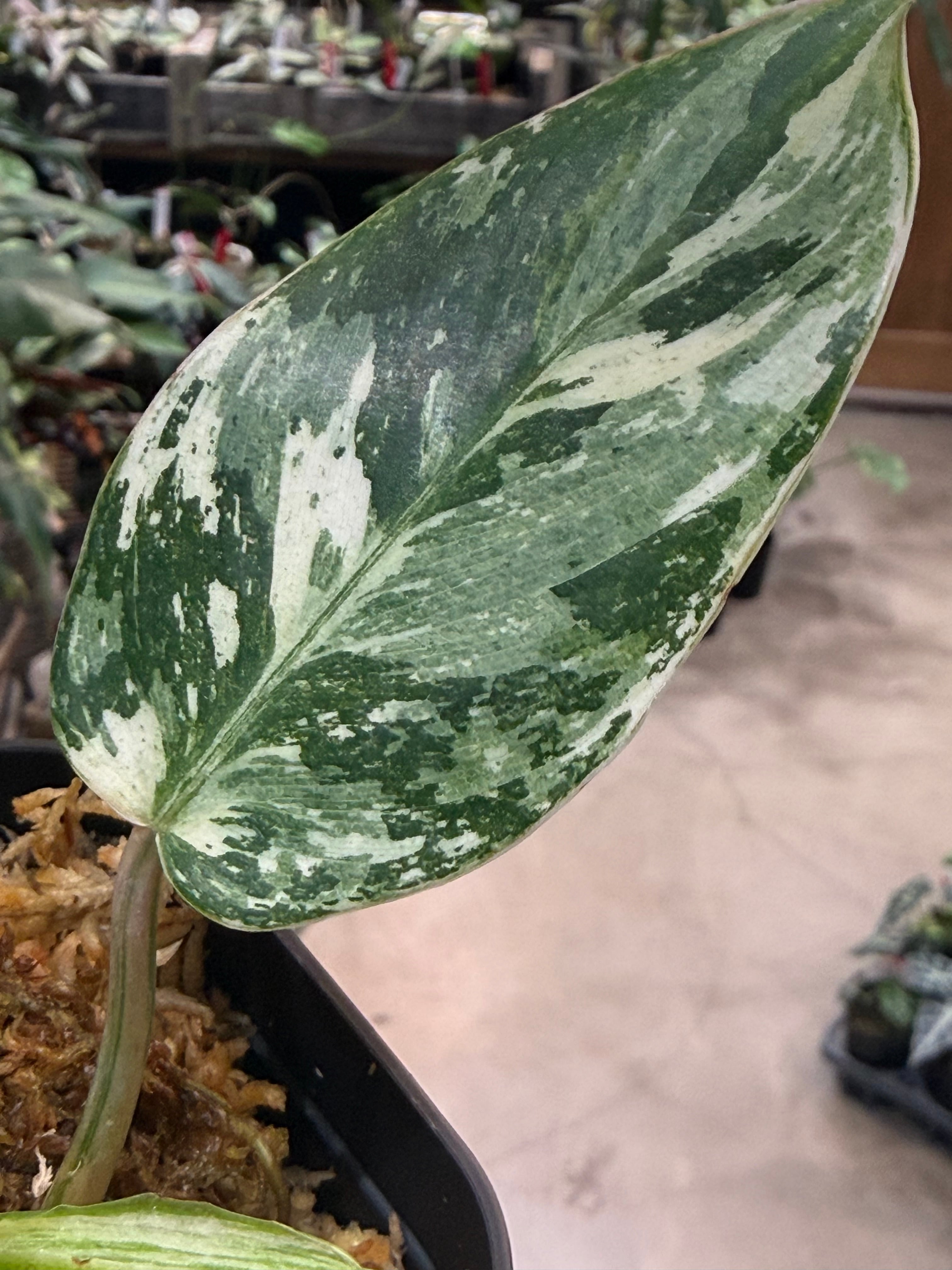 B フィロデンドロン エメラルドクイーン | MIDORIYA 観葉植物専門店