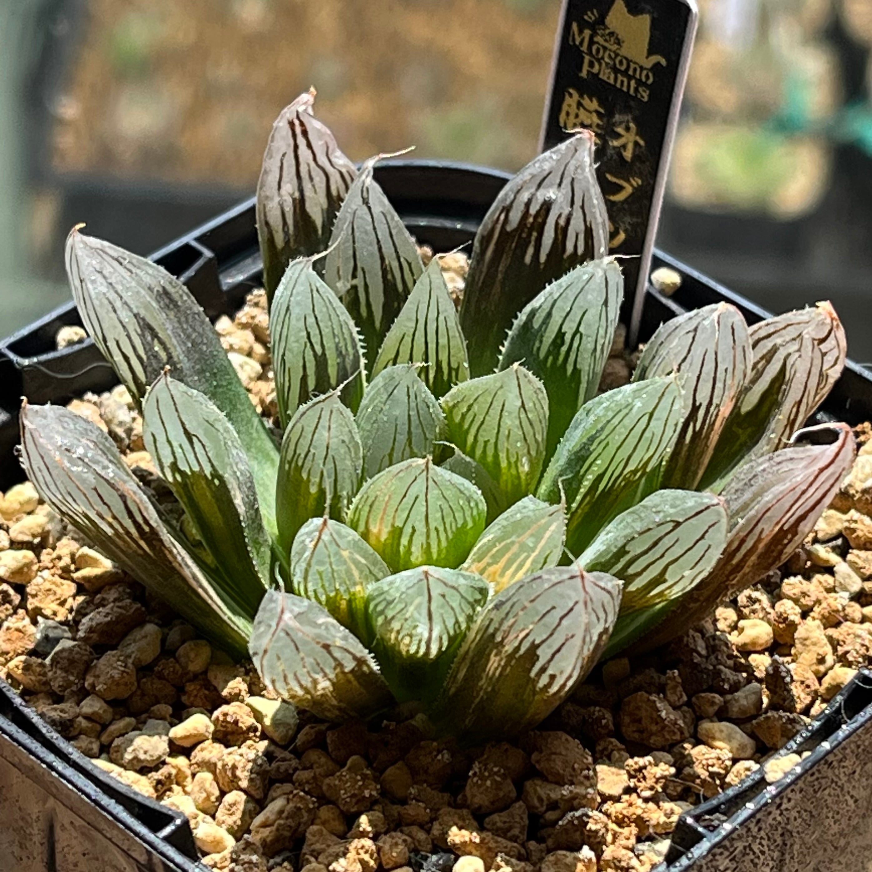 紅小町　ハオルチア　多肉植物　オブツーサ錦 ハオルチア オブツーサ錦 赤太陽 | mocono_plants