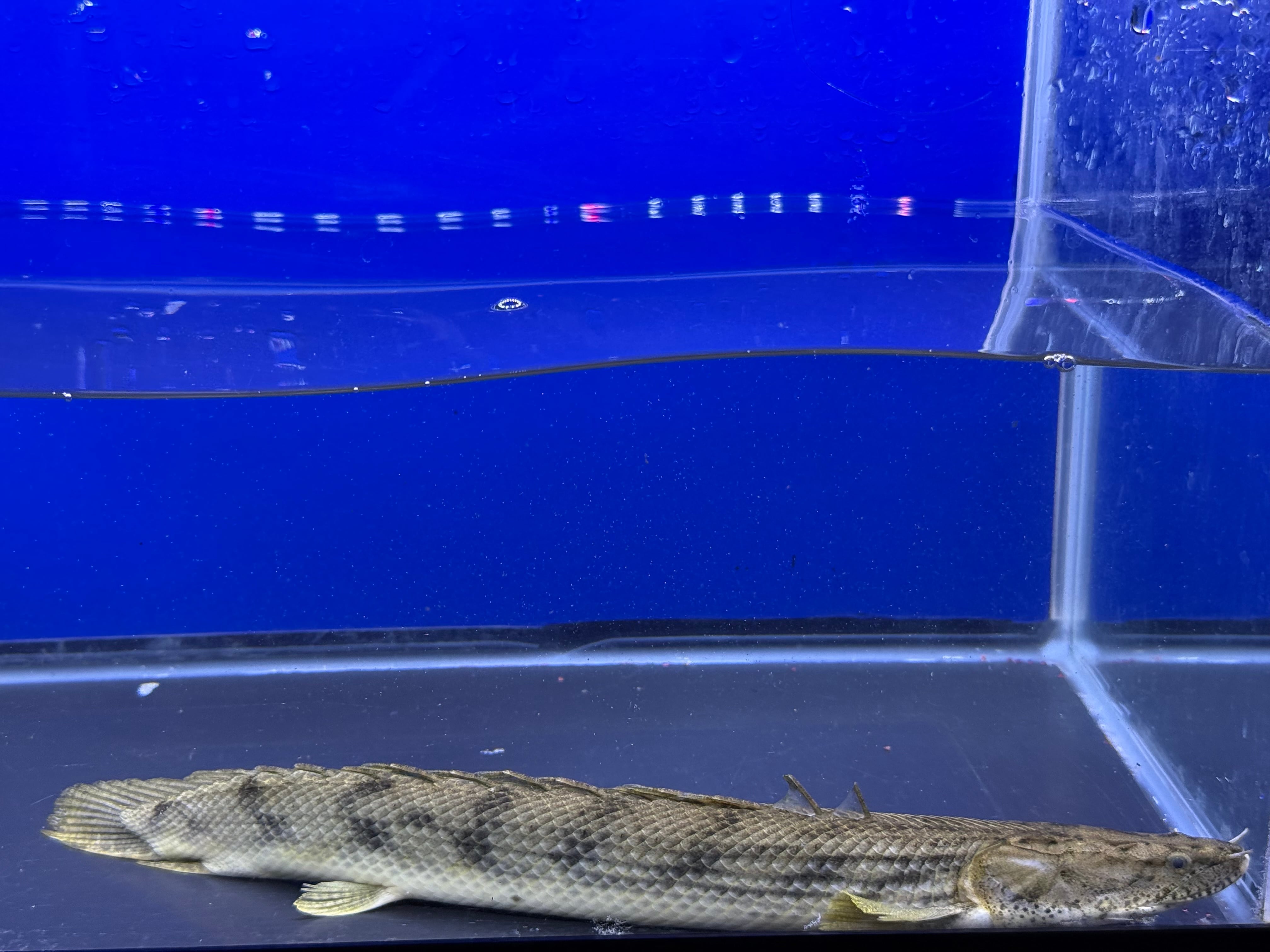 Po.コウロントン 41㎝前後 ♂ ビキールSPコリバ 薬浴完了済 | アクア