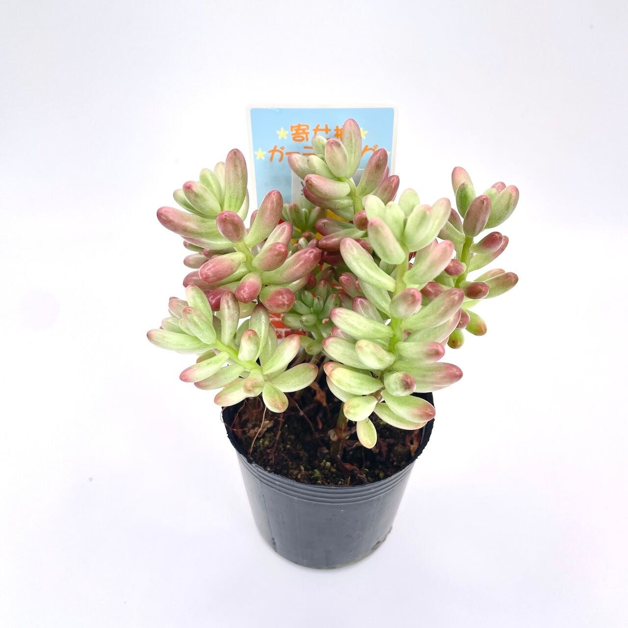 オーロラ[セダム] 虹の玉の斑入り！2寸 | アトリエnana 多肉植物専門店