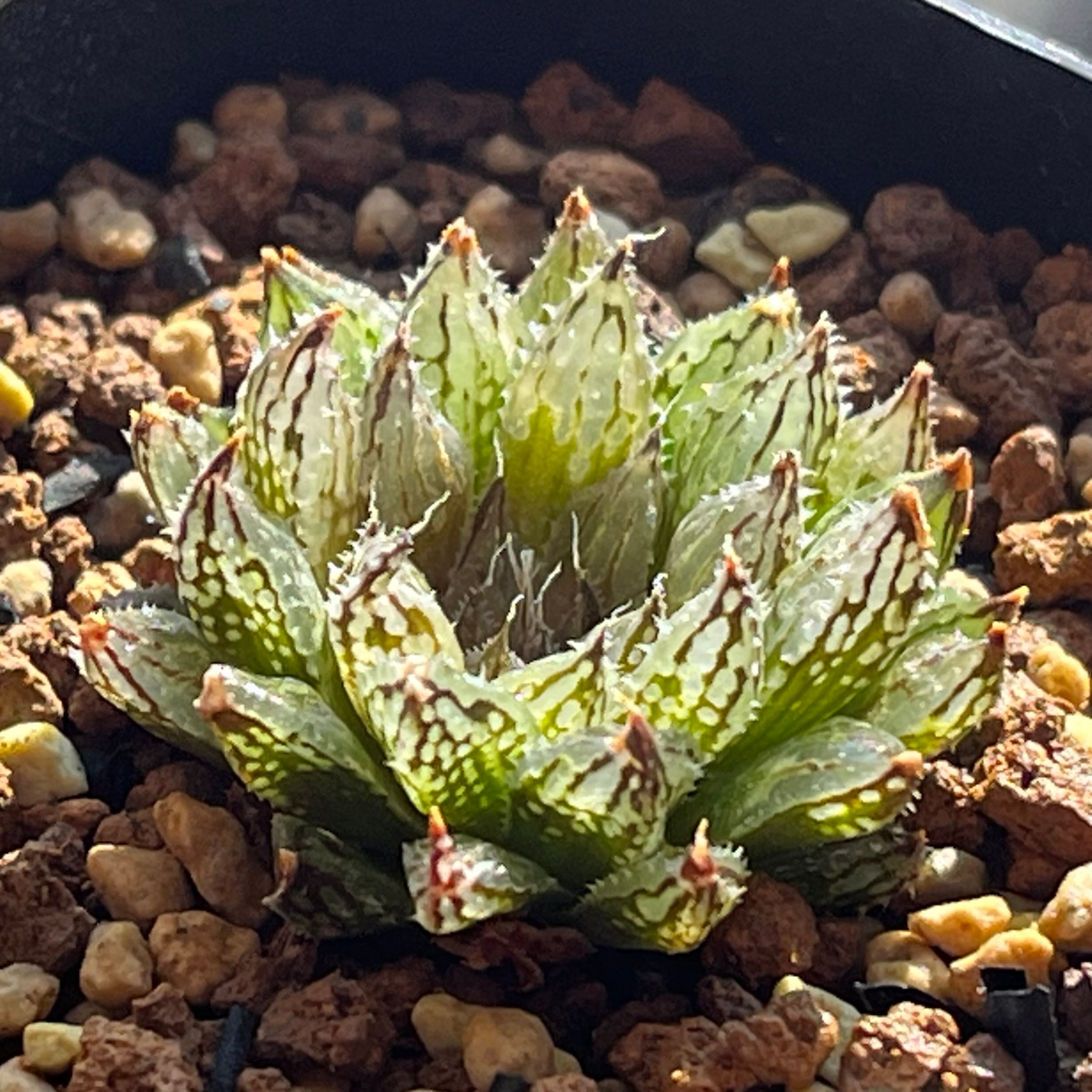 ハオルチア スターズフェアリー | mocono_plants