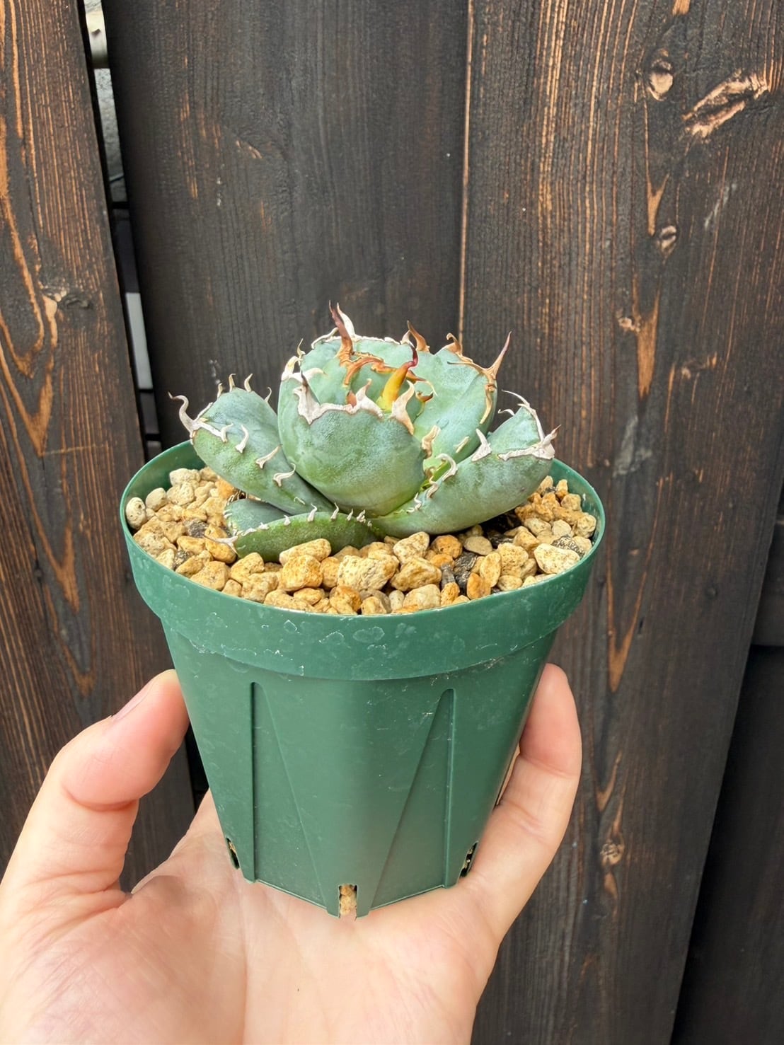 新着】Agave titanota 清桜【極上のOC苗】アガベ チタノタ '清櫻' from