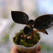 Ludisia discolor var. nigrescens / ルディシア ディスカラー ニグレスセンス⑦ / 観葉植物