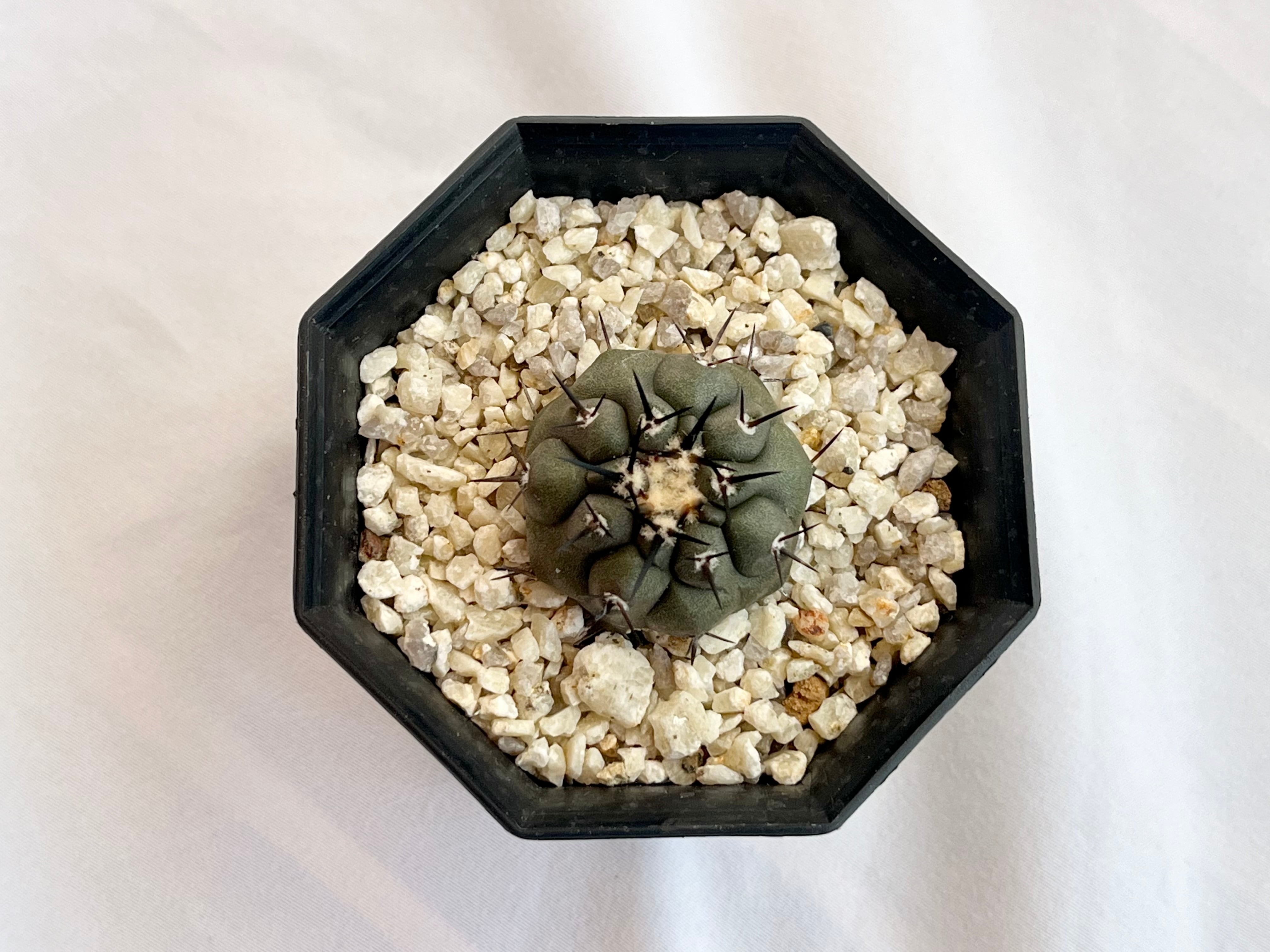 Copiapoa cinerea コピアポア シネレア 黒王丸 サボテン | plants MARU