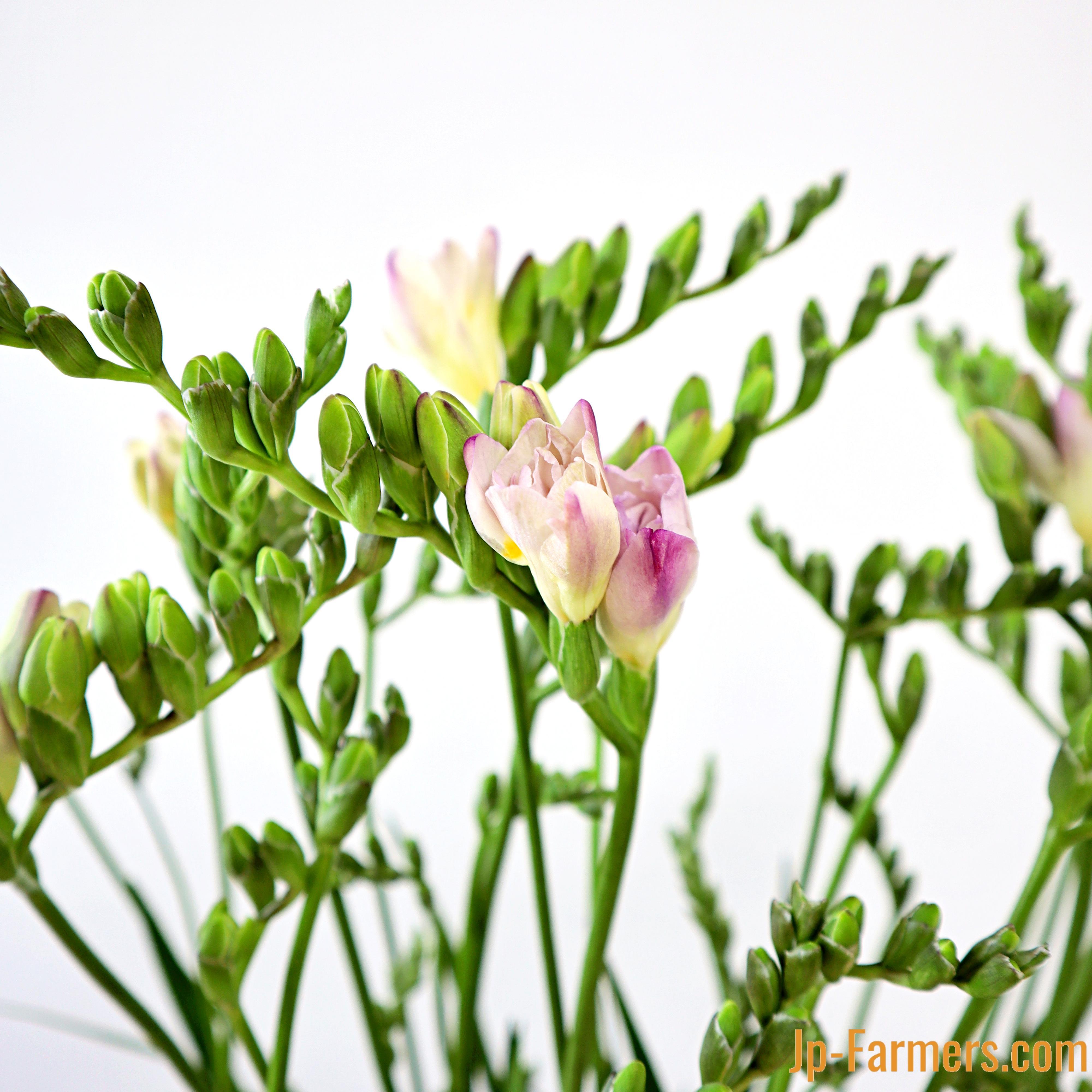 9cbaaaae4ea5990c1779ca6f70a477